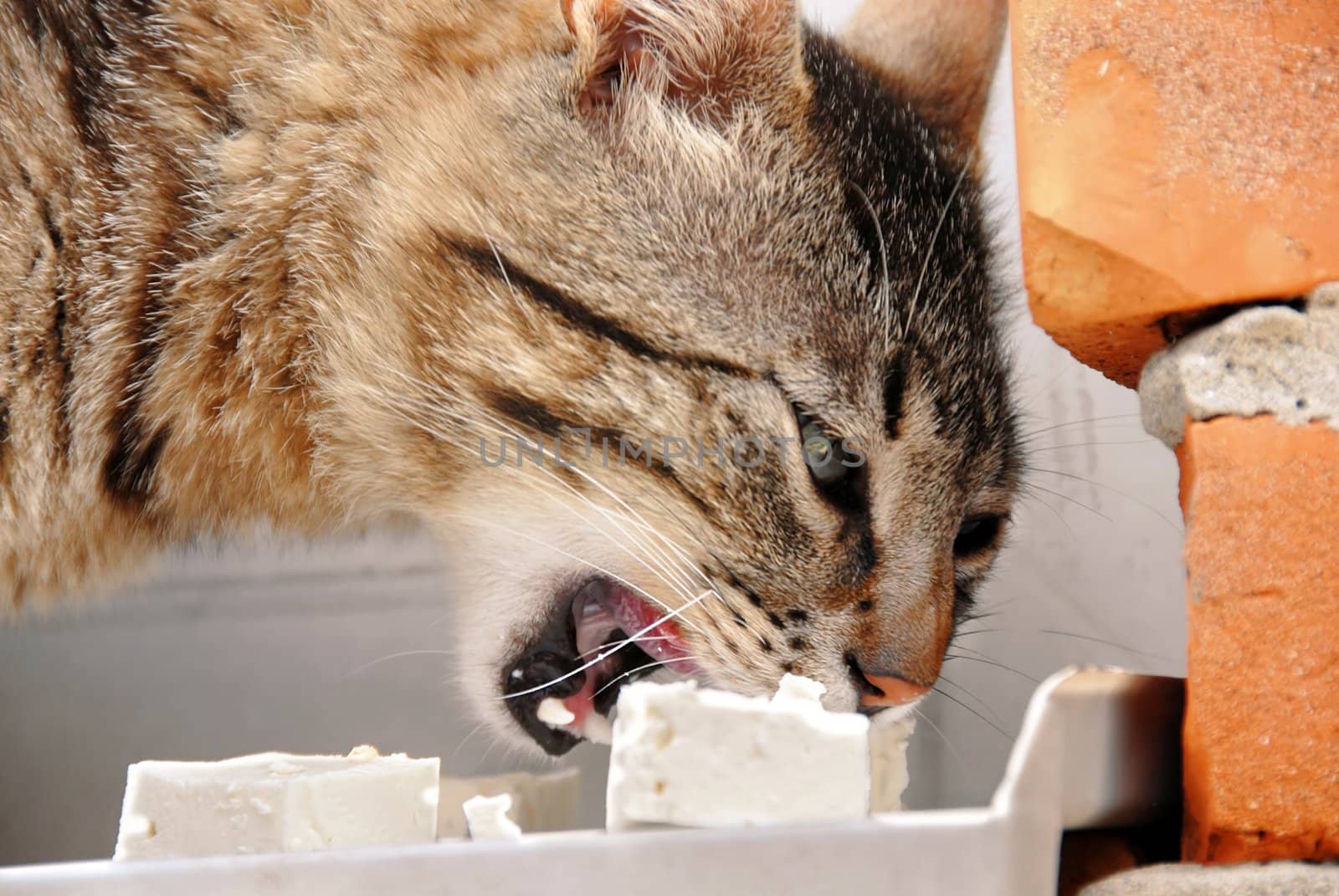 portrait of hungry adult mixed-bred cat eating a cheese
