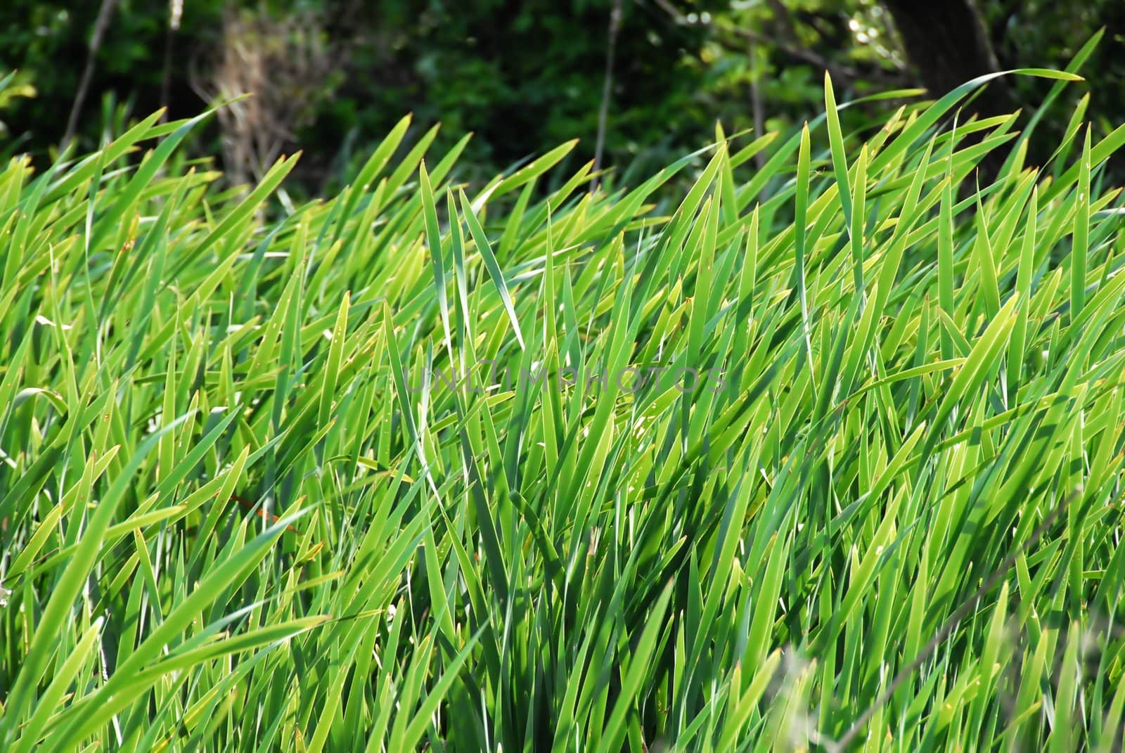 green floral botanic background, grass on wind
