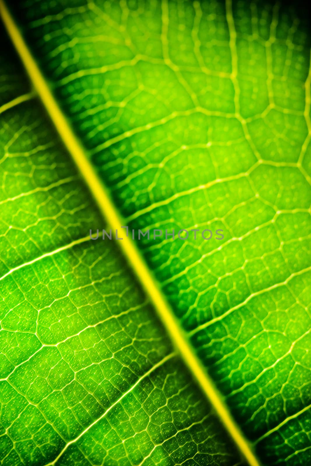 green leaf by marylooo