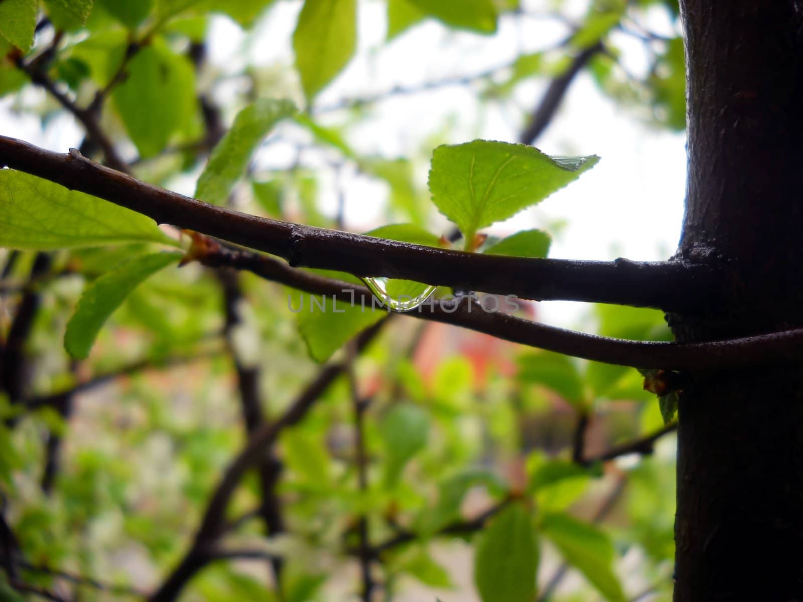 rain drop on tree branch over green natural background