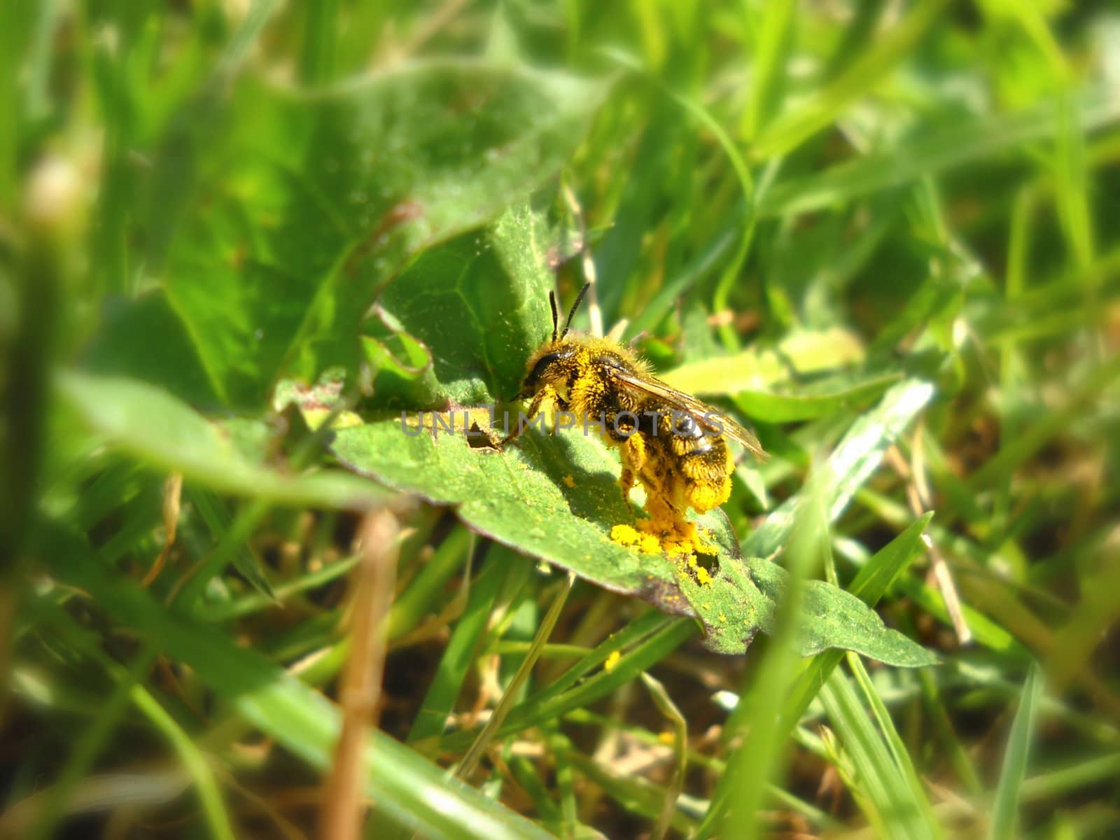 bee full of yellow pollen on green leaf over blur natural background