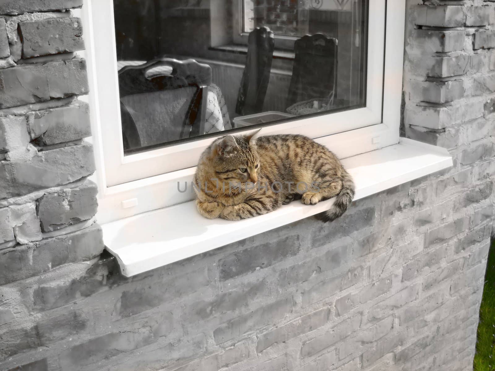 relaxing adult mixed-bred cat by window, in black and white