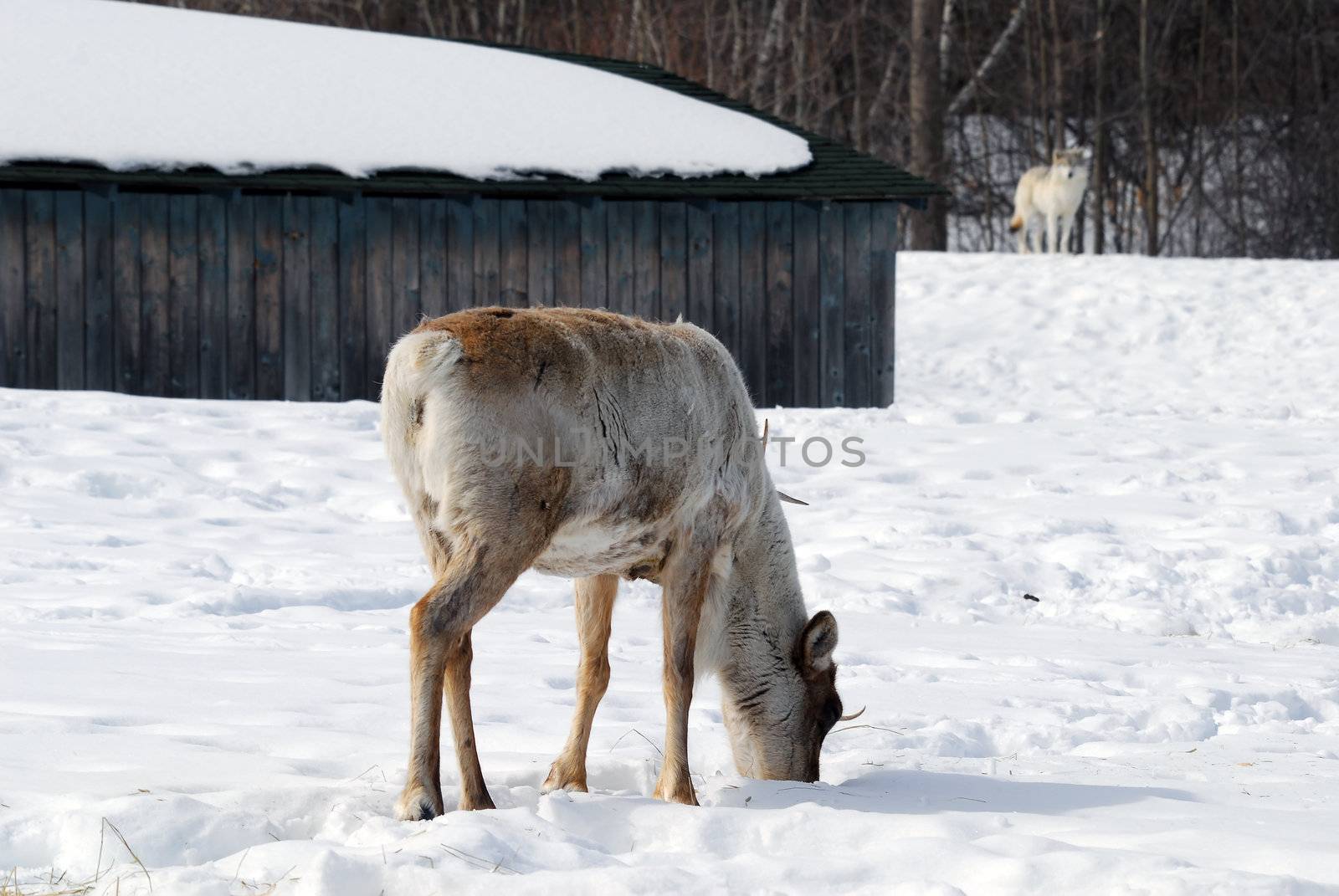 Picture of a Reindeer also known as Caribou