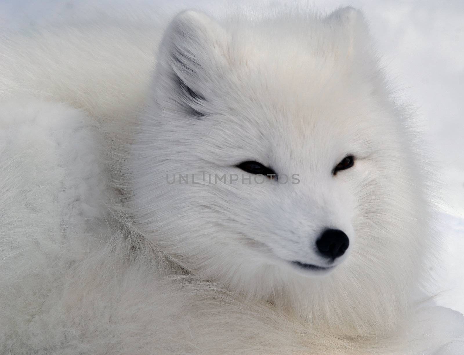 Close-up picture of an Arctic Fox