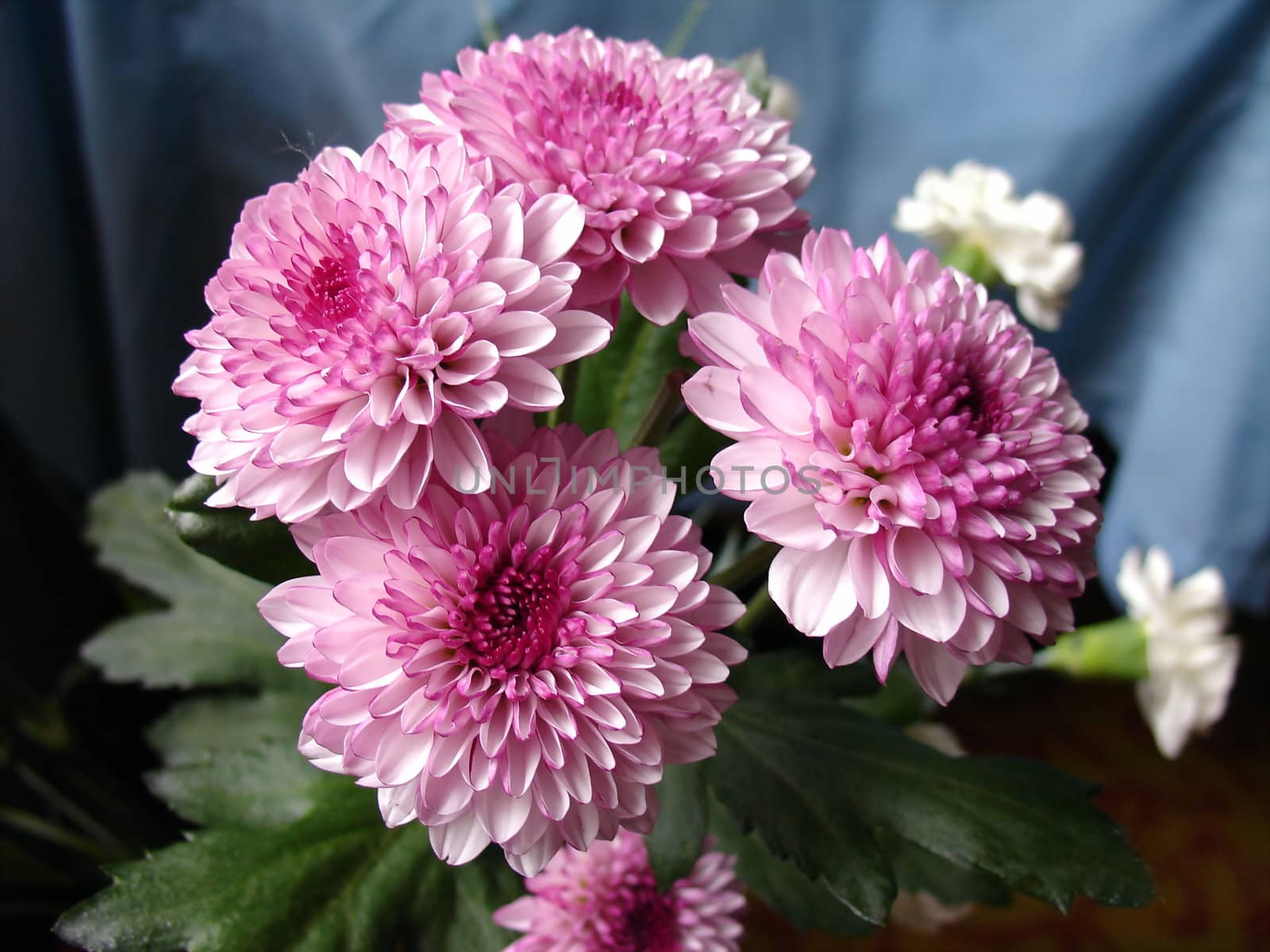 Small pink chrysanthemums on a blue background