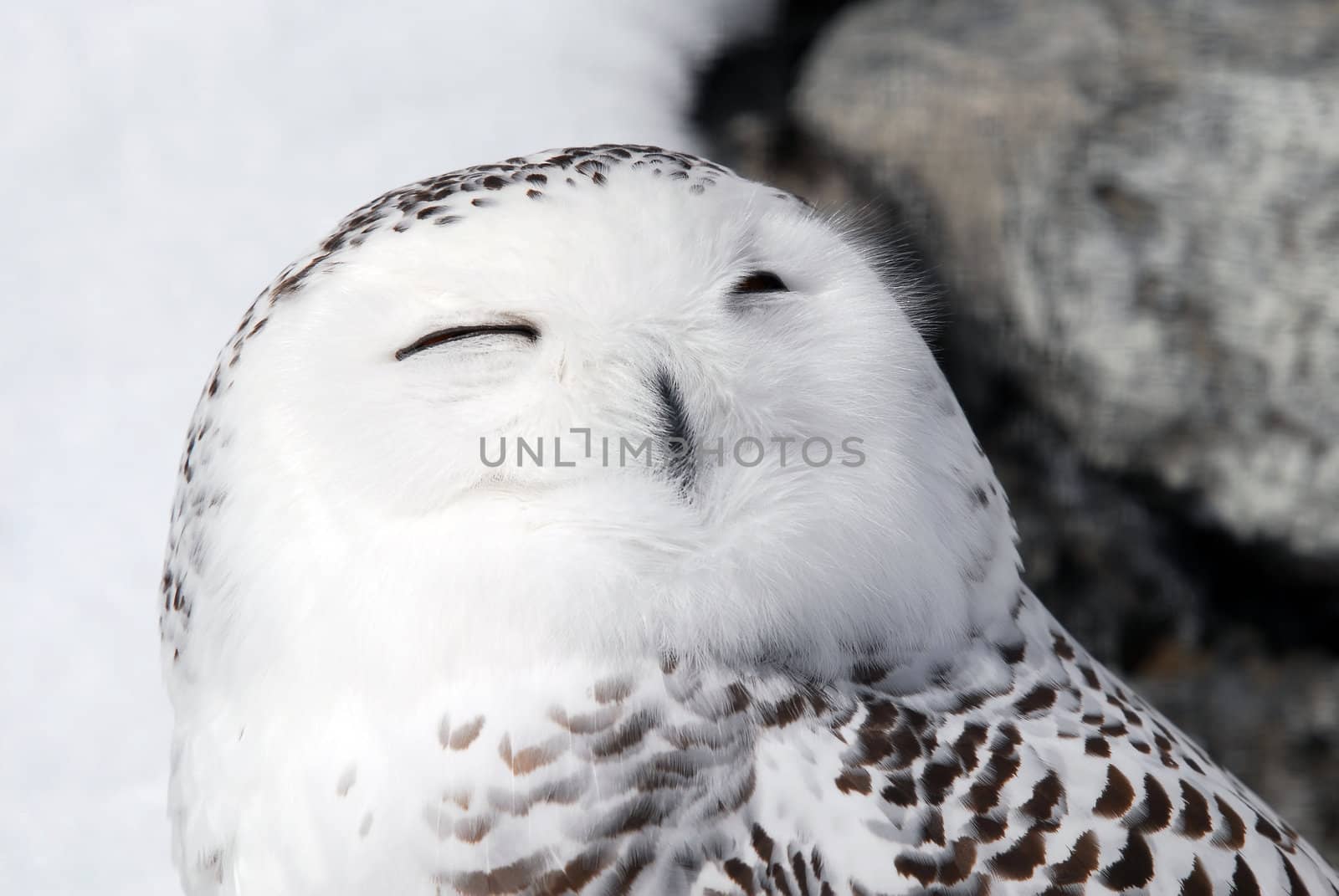 Close-up picture of a male Snowy Owl