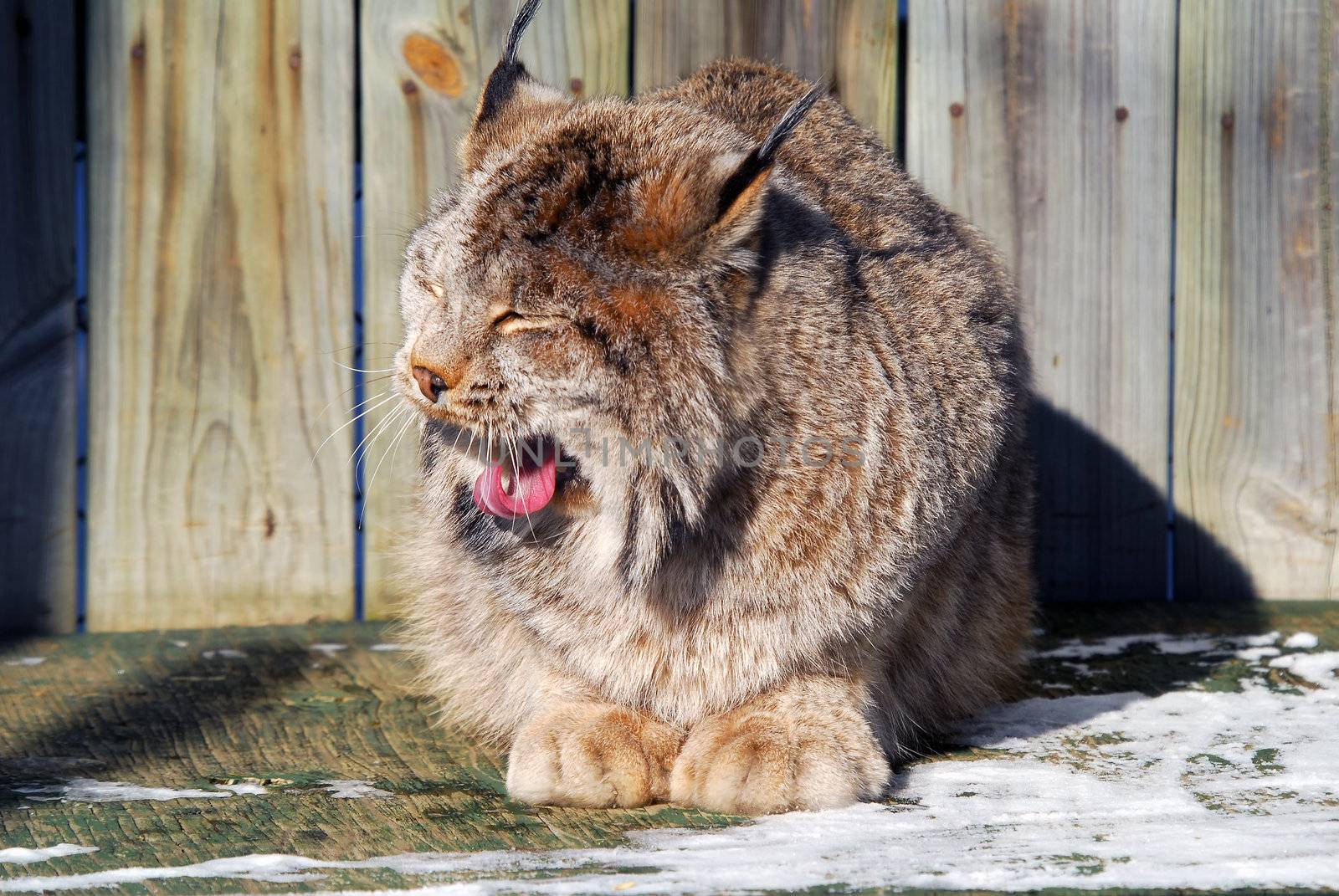 Close-up picture of a canada Lynx in captivity