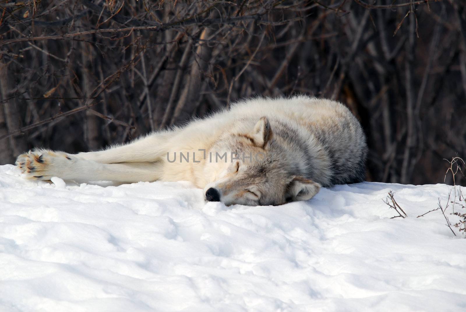 Picture of a Gray Wolfe sleeping in the snow