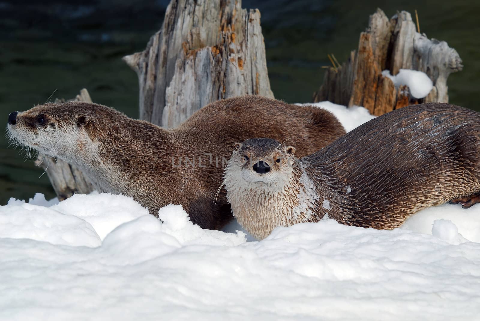 Close-up picture of a River Otter in Winter