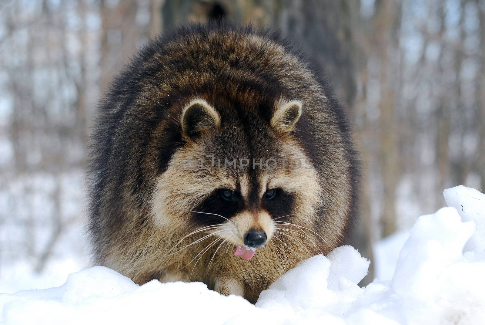 Raccoon by nialat