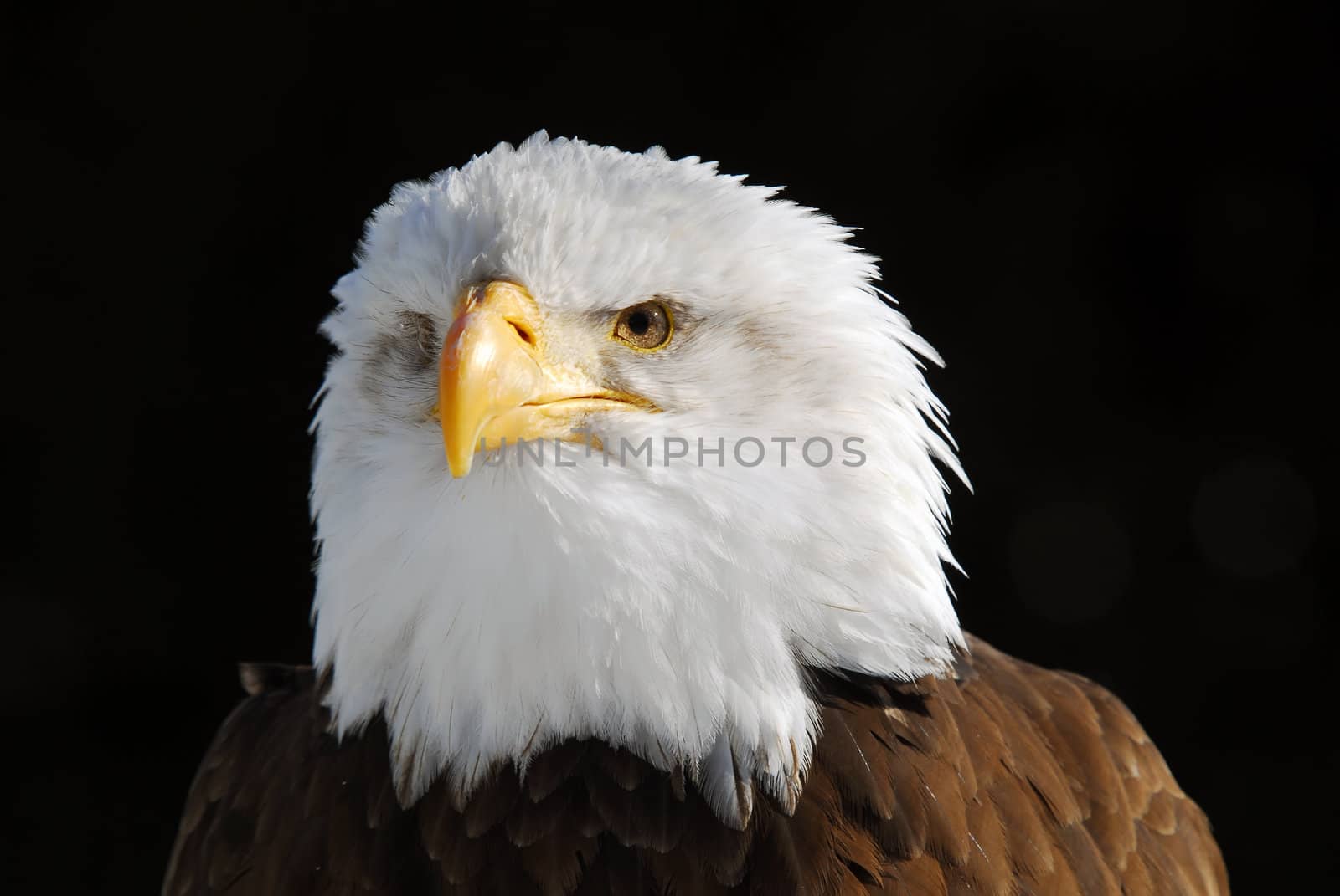 American Bald Eagle by nialat
