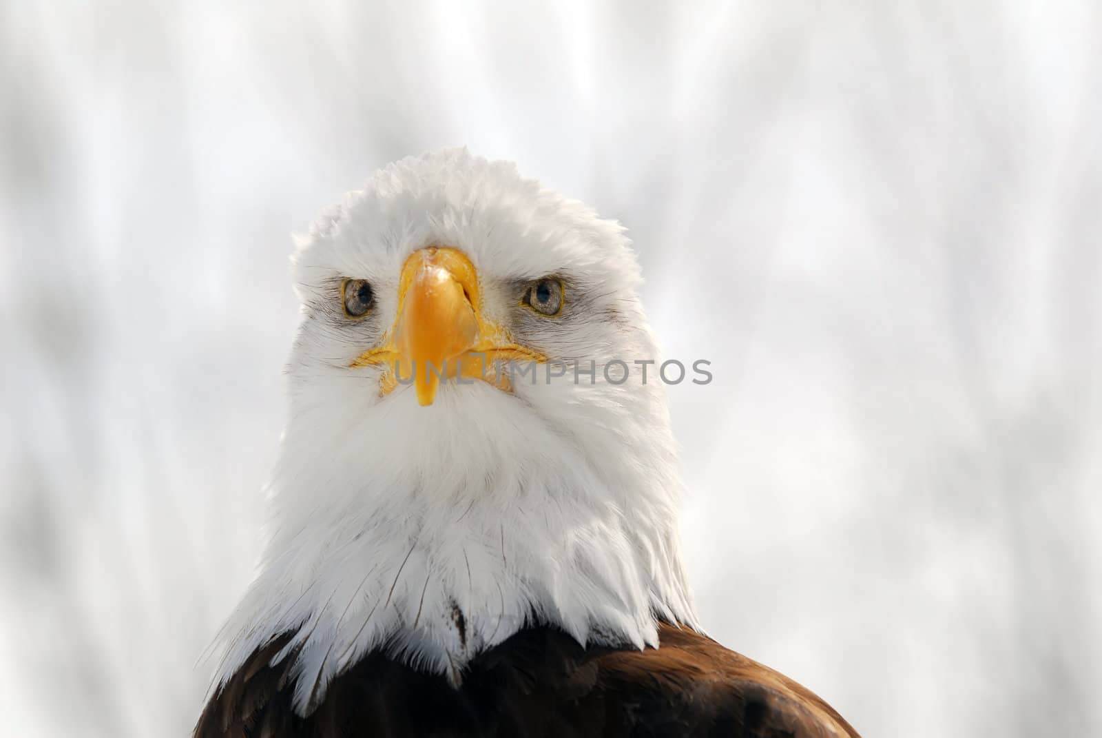 Close-up picture of an American Bald Eagle