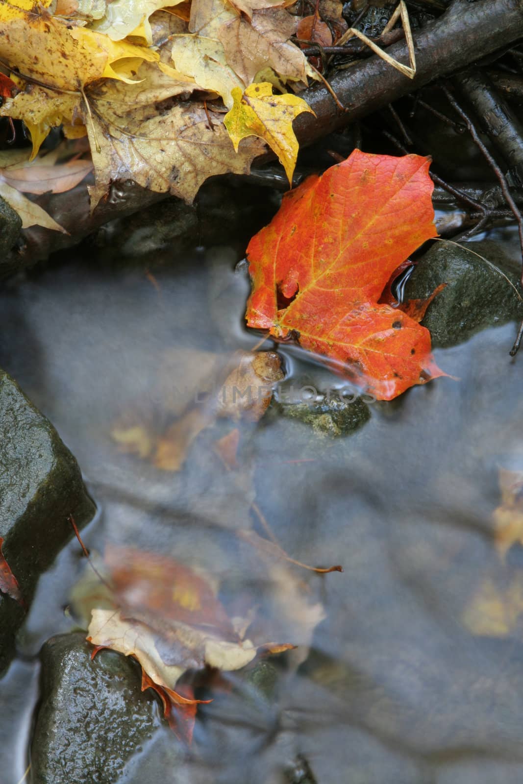 A closeup of a red maple leaf in a stream in autumn.  The shot was taken with a slow shutterspeed to  give the water it's milky look.
