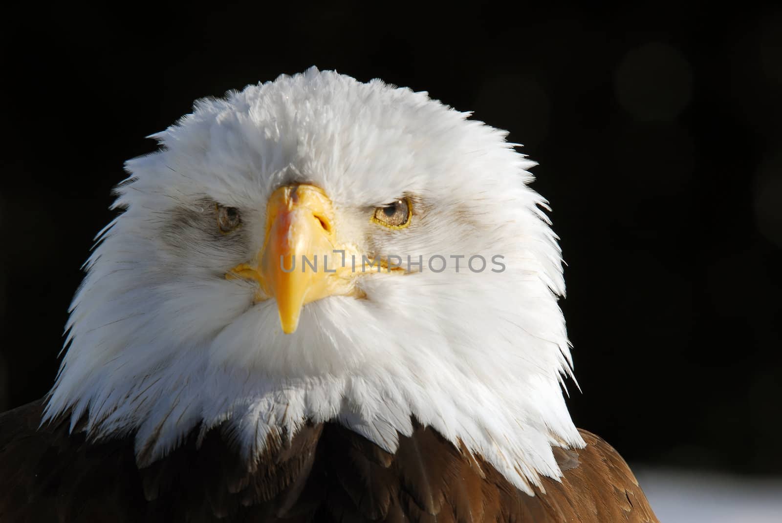 Close-up picture of an American Bald Eagle