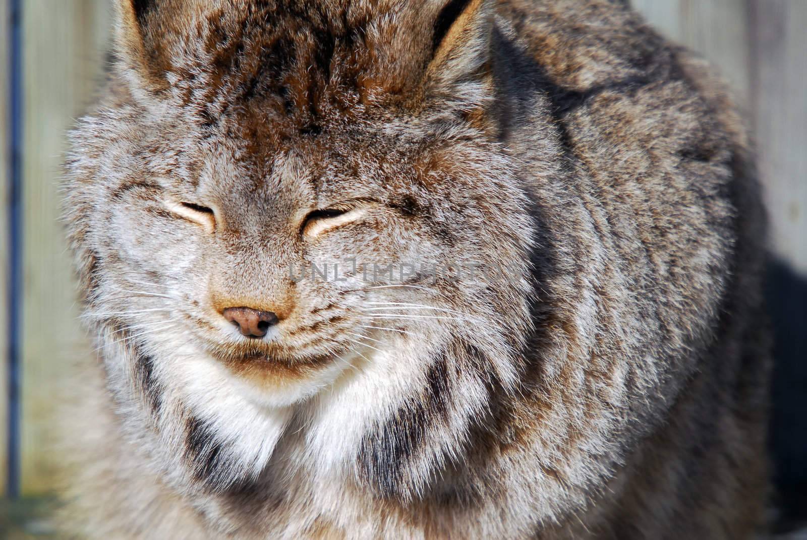 Canada Lynx by nialat
