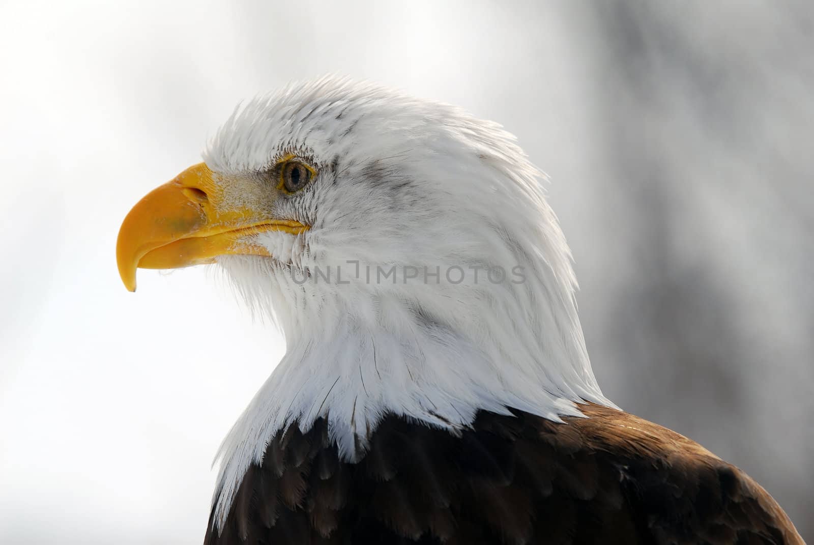 Close-up picture of an American Bald Eagle