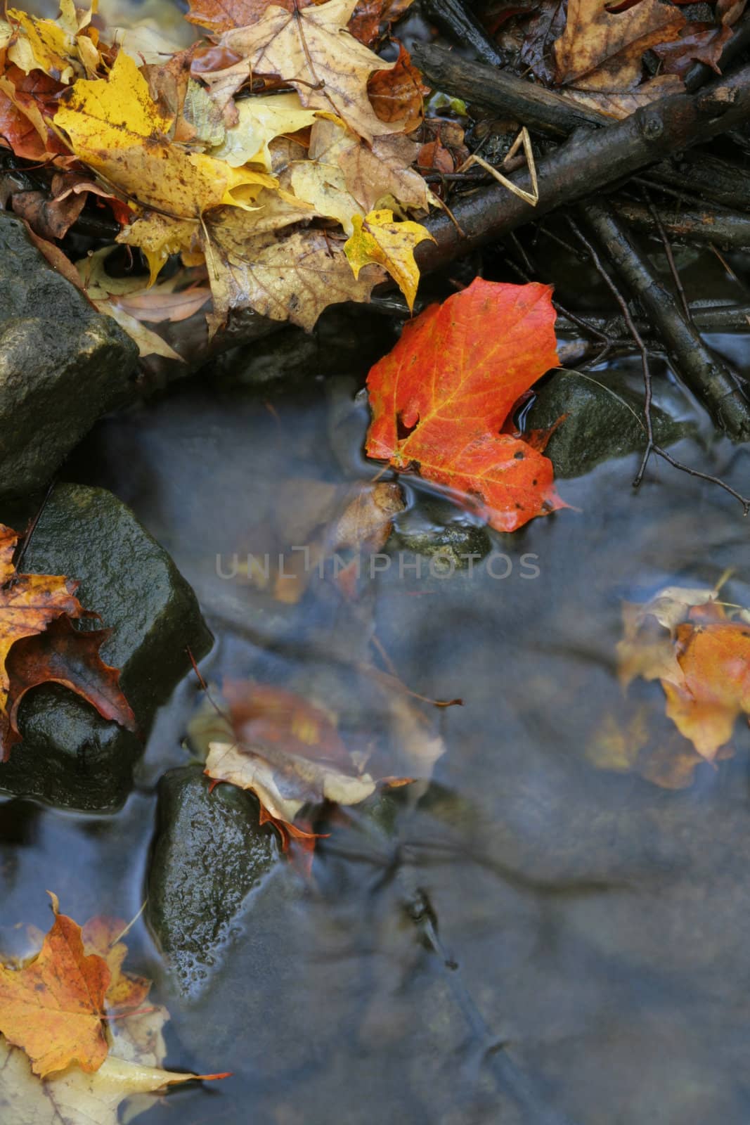 Red Maple Leaf in a Stream
 by ca2hill