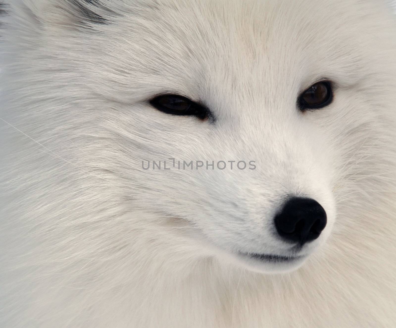 Arctic Fox by nialat