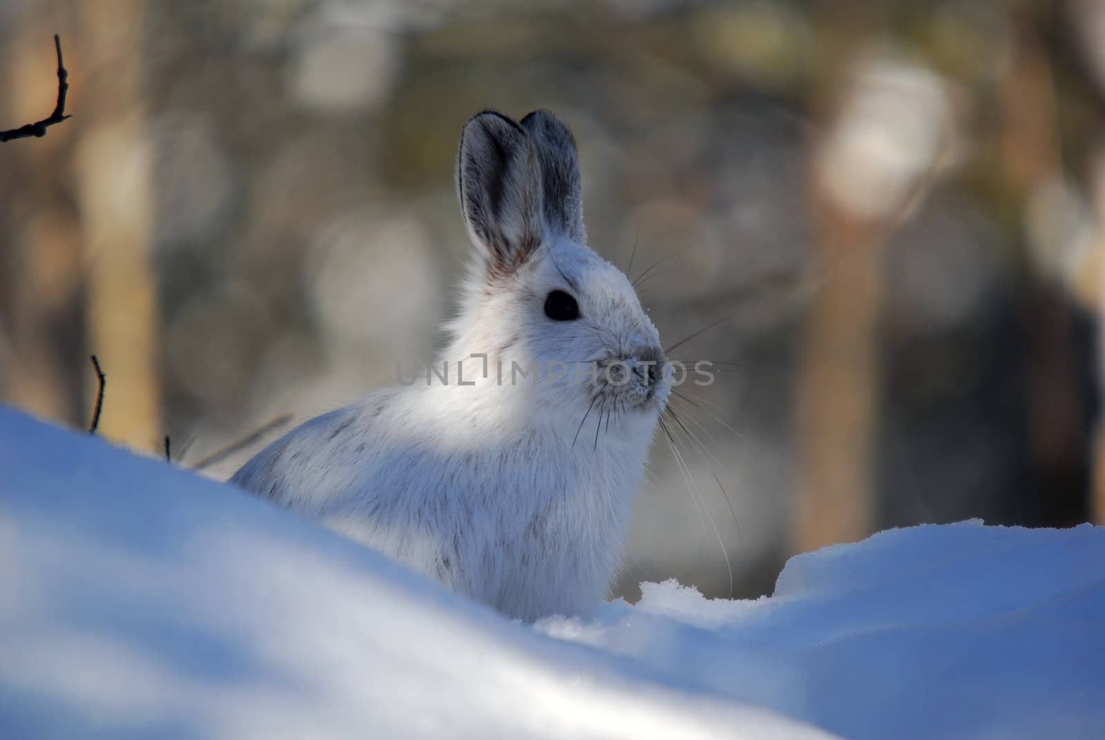 Snowshoe Hare by nialat