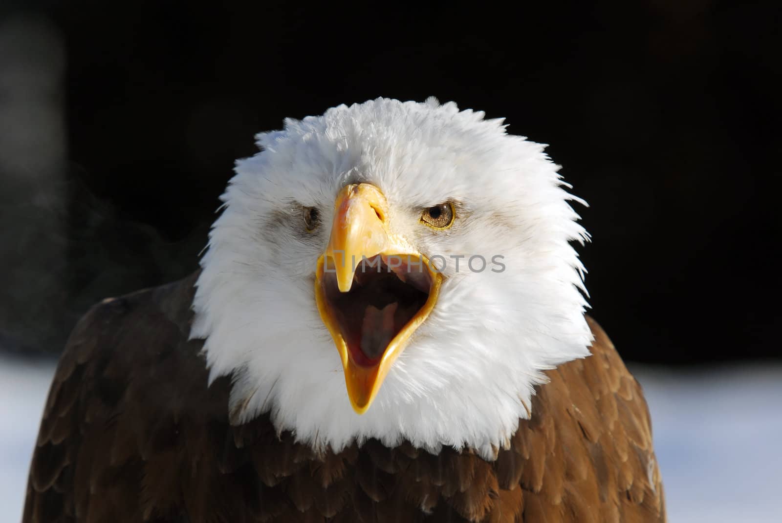 Close-up picture of an American Bald Eagle