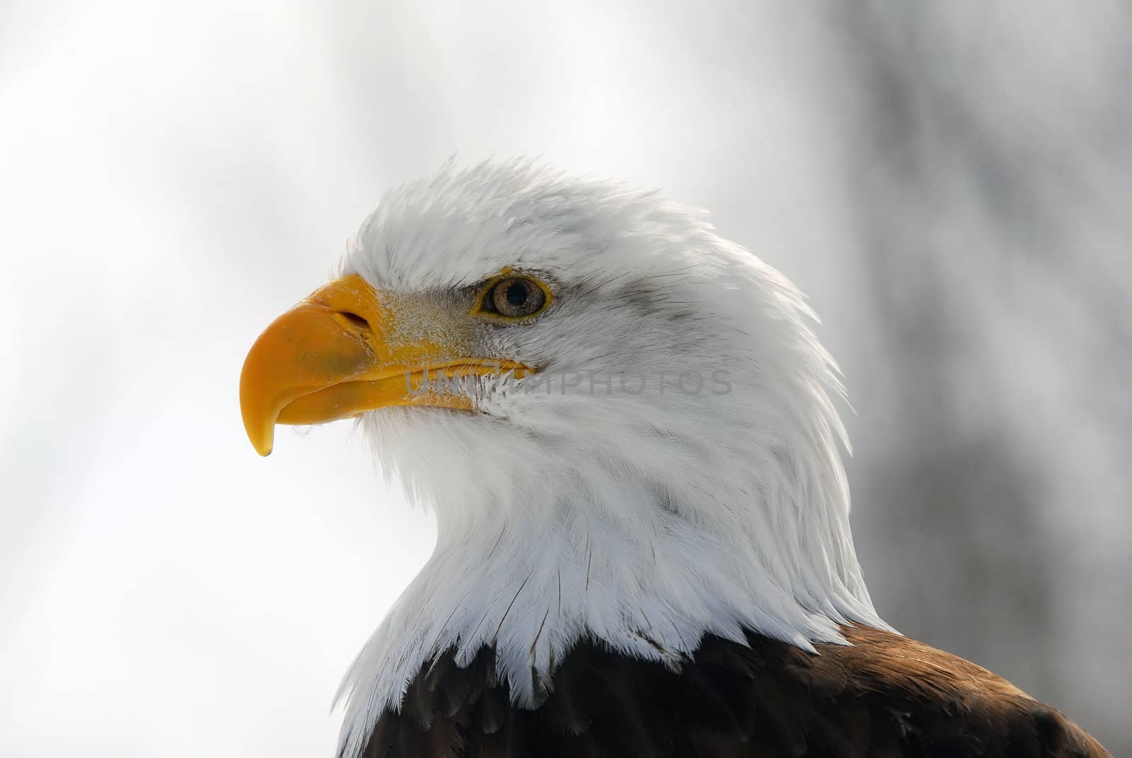 Close-up picture of an American Bald Eagle