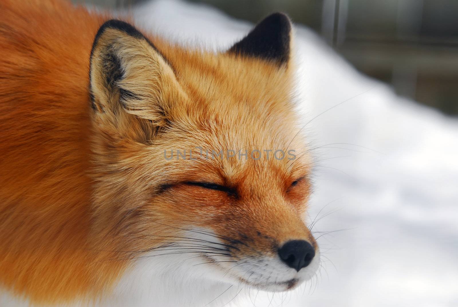 Close-up picture of a wild Red Fox