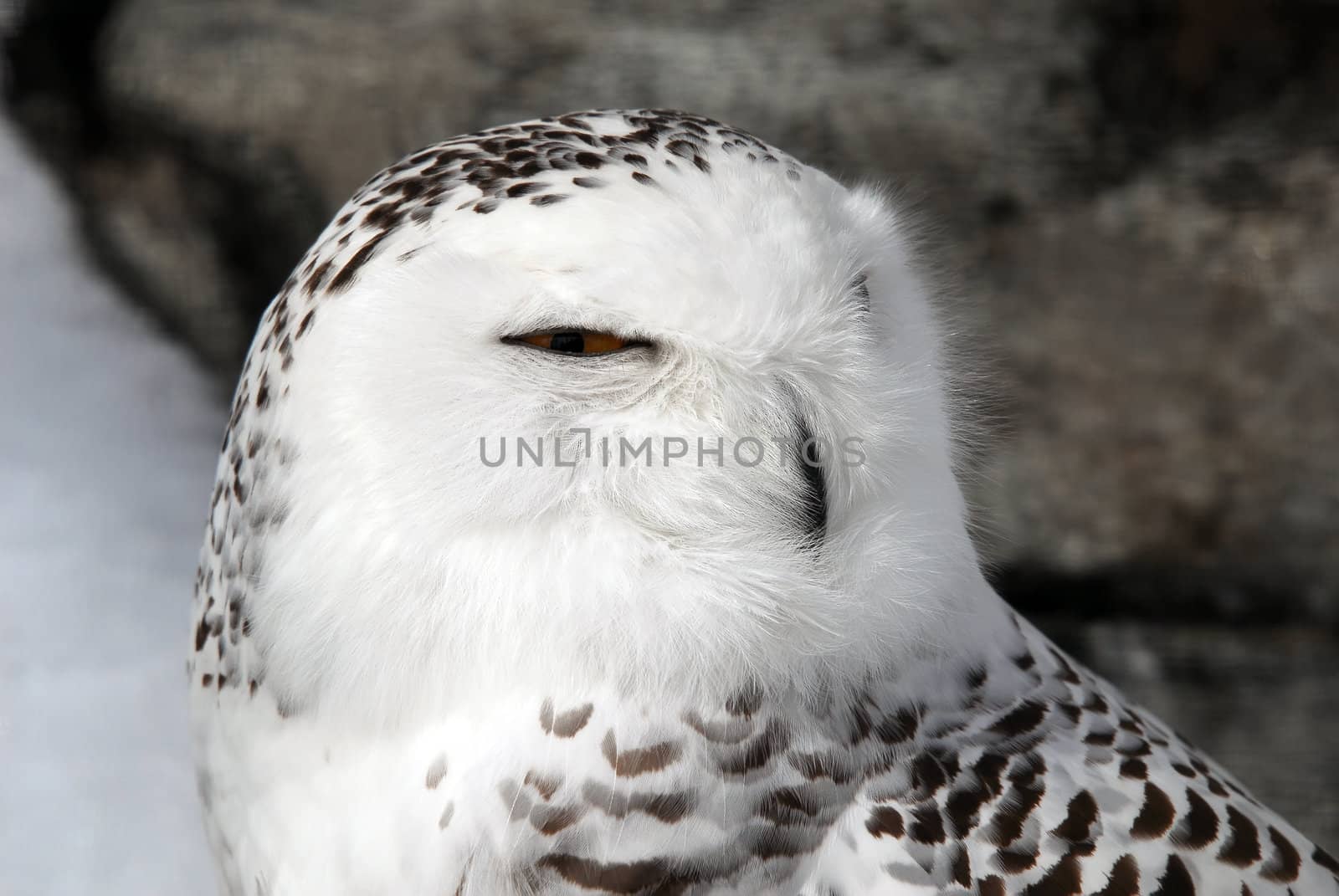 Close-up picture of a male Snowy Owl