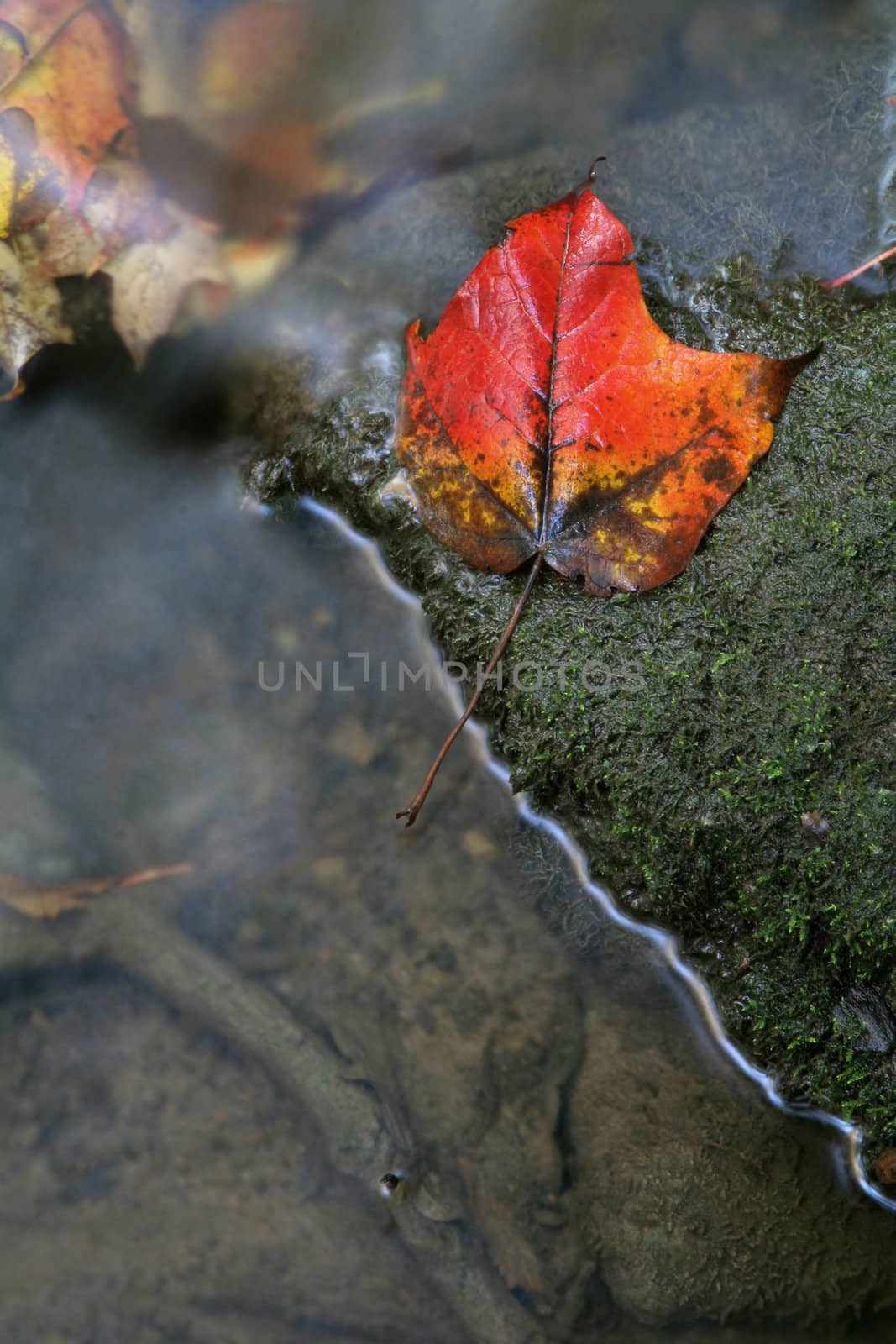 A closeup of a red maple leaf in a stream in autumn.  The shot was taken with a slow shutterspeed to  give the water it's milky look.
