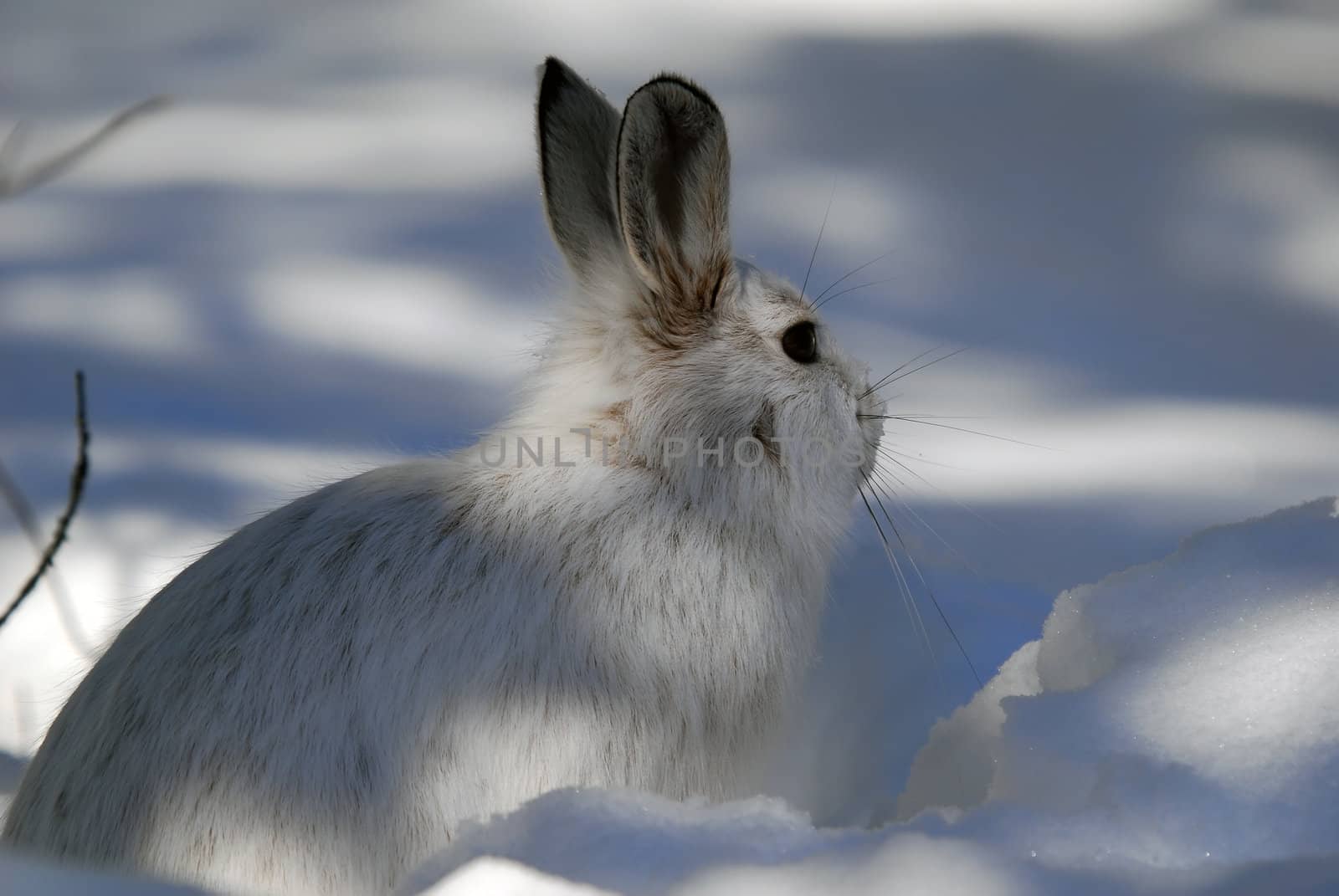 Picture of a wild Snowshoe hare in Winter