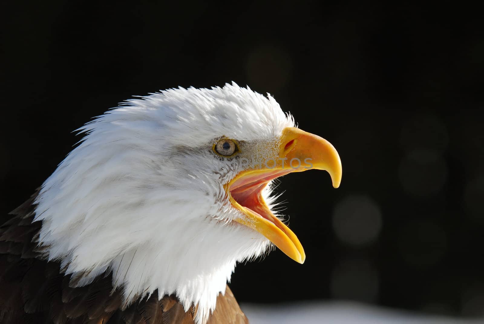 Close-up picture of an American Bald Eagle