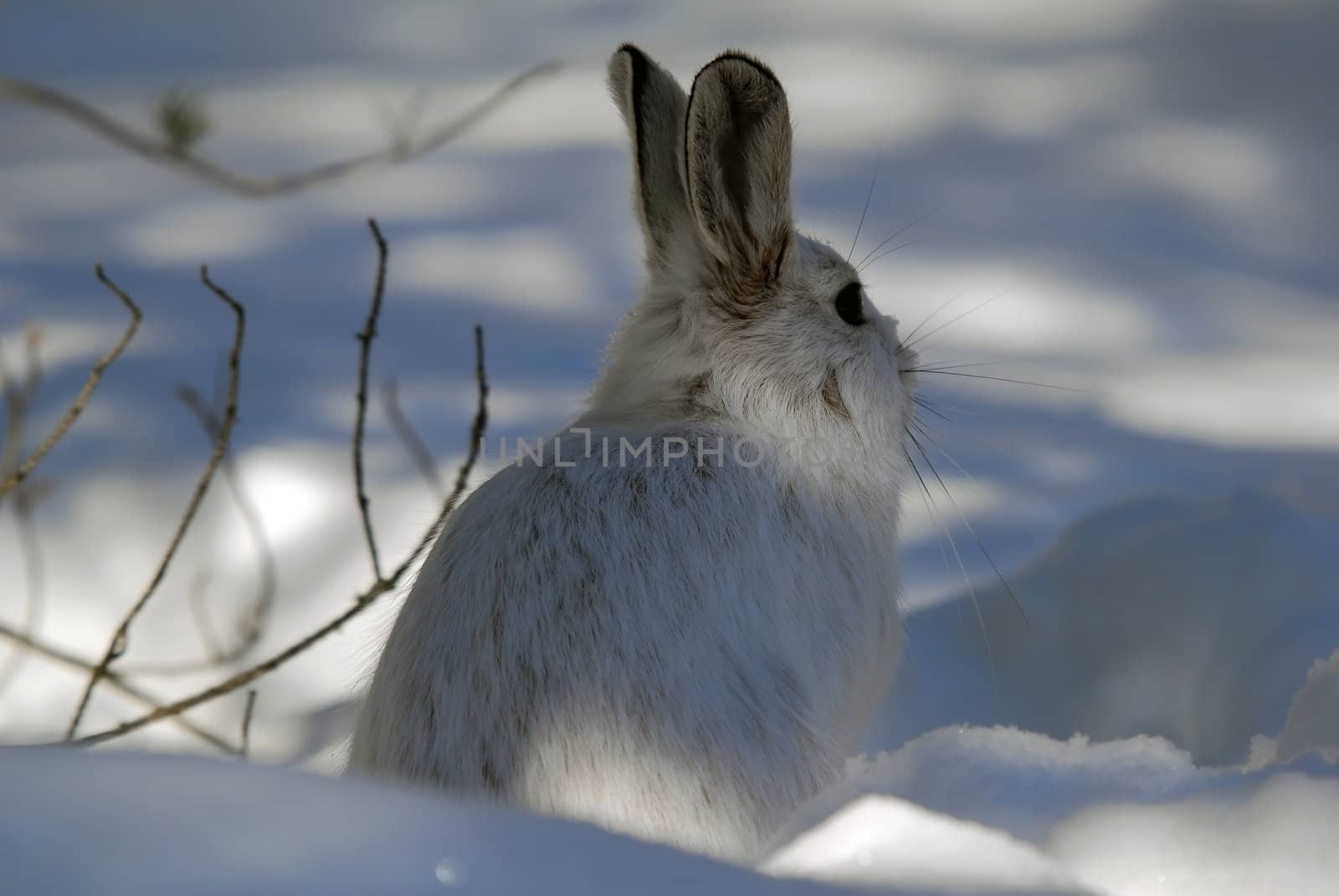 Picture of a wild Snowshoe hare in Winter