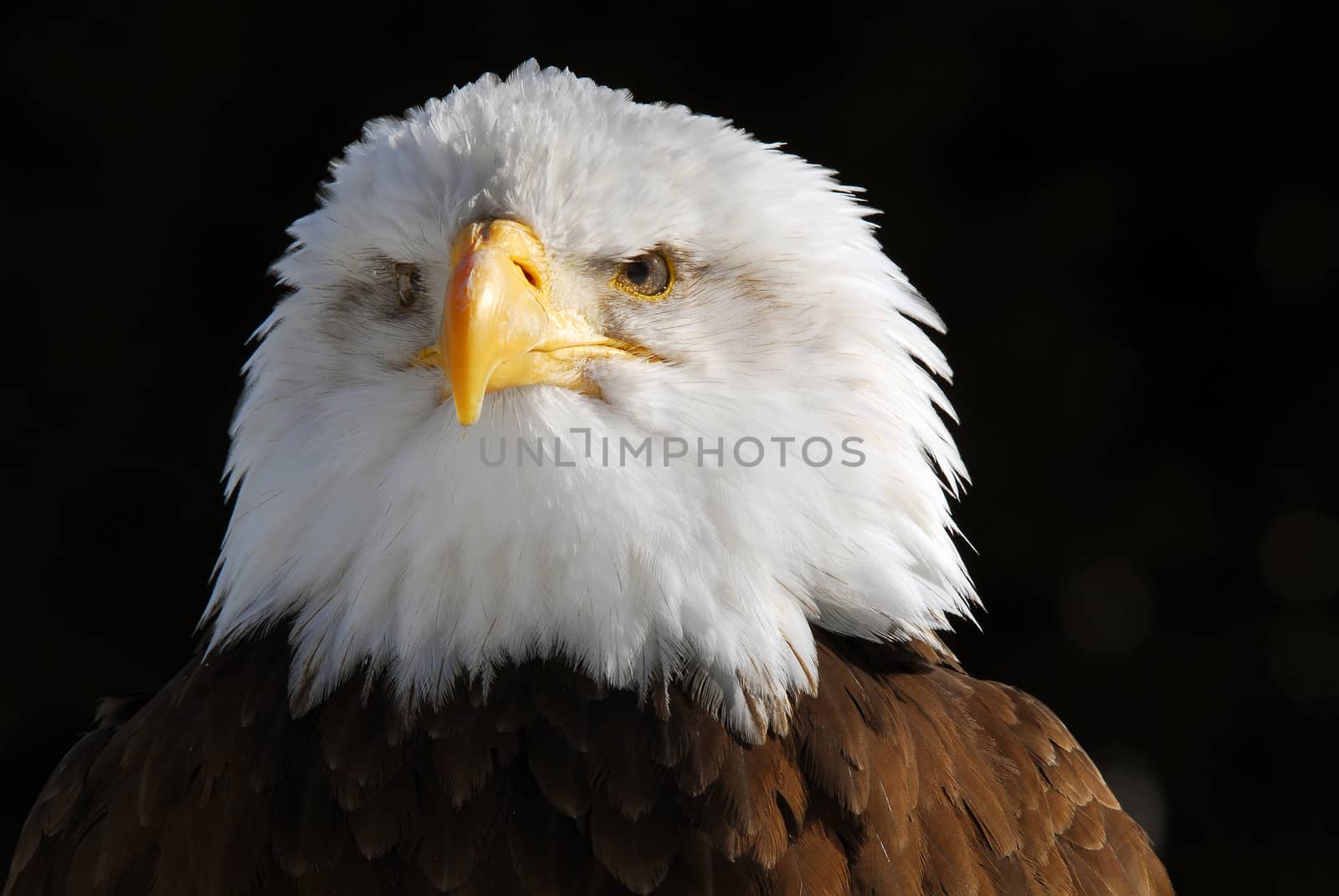 Close-up picture of an American Bald Eagle