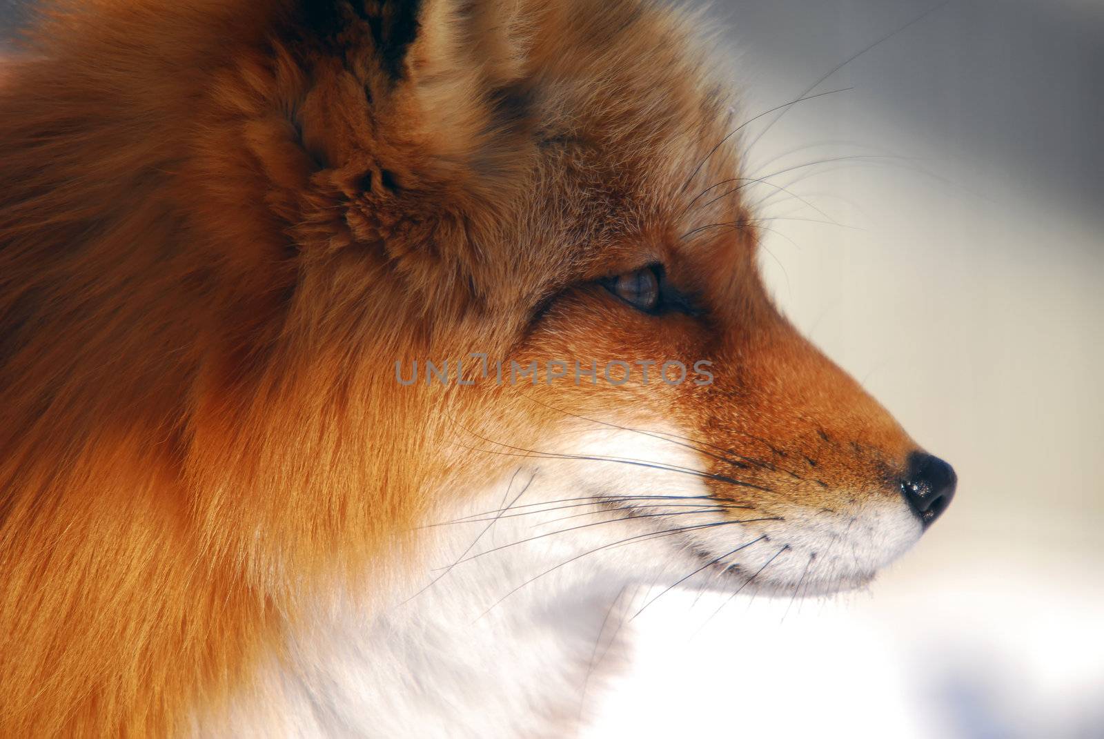 Red Fox by nialat