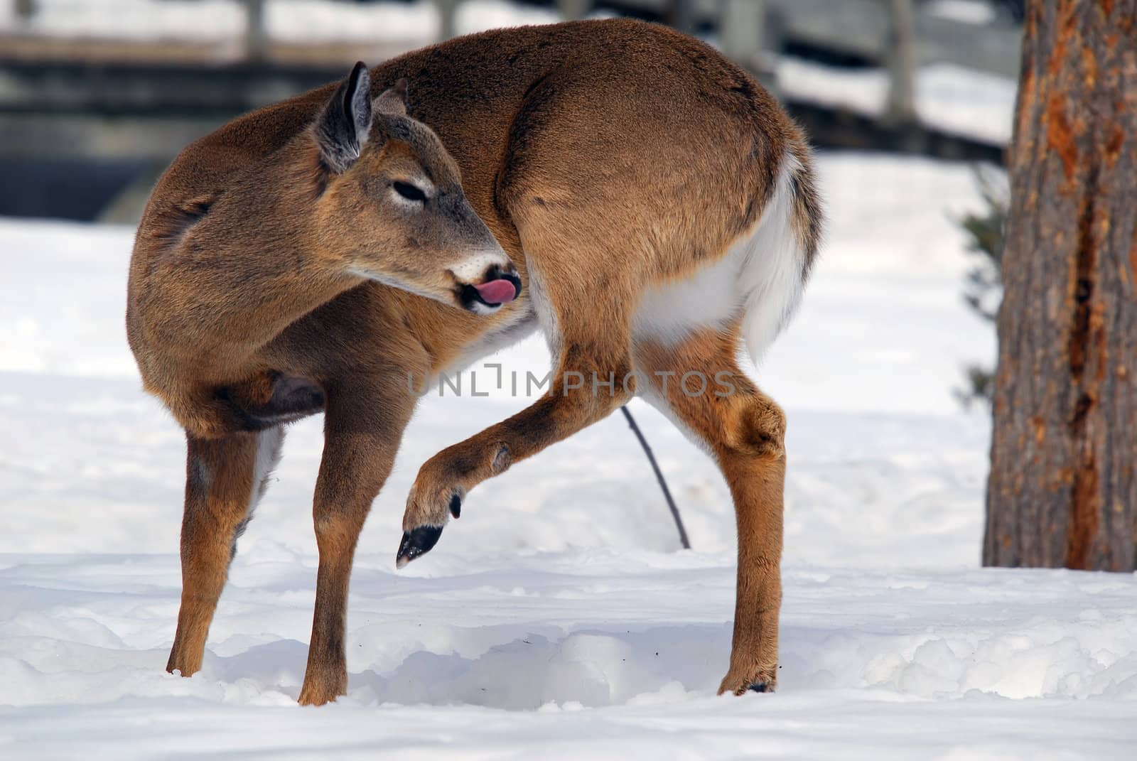 Close-up picture of a White-tailed deer 