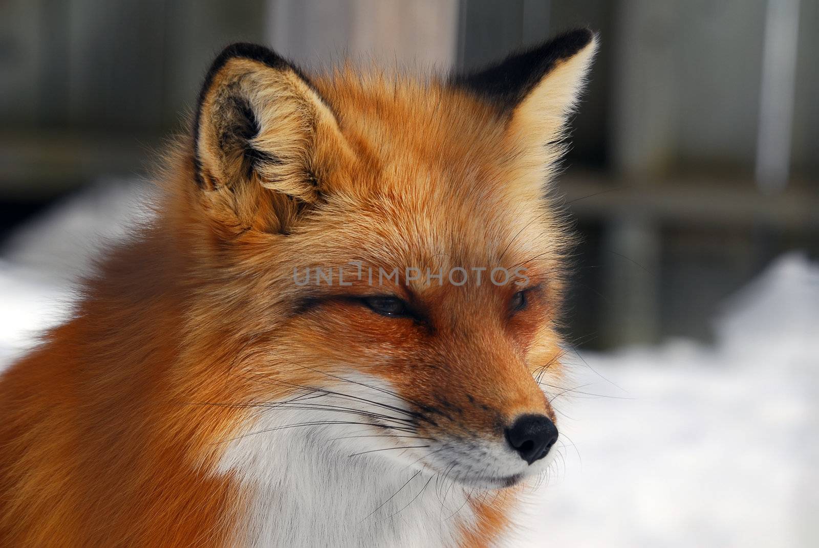 Red Fox by nialat
