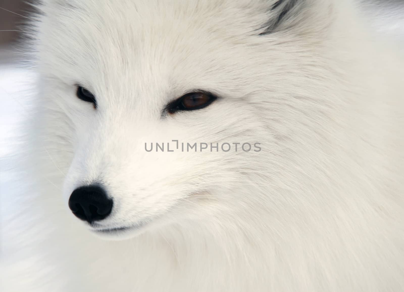 Arctic Fox by nialat