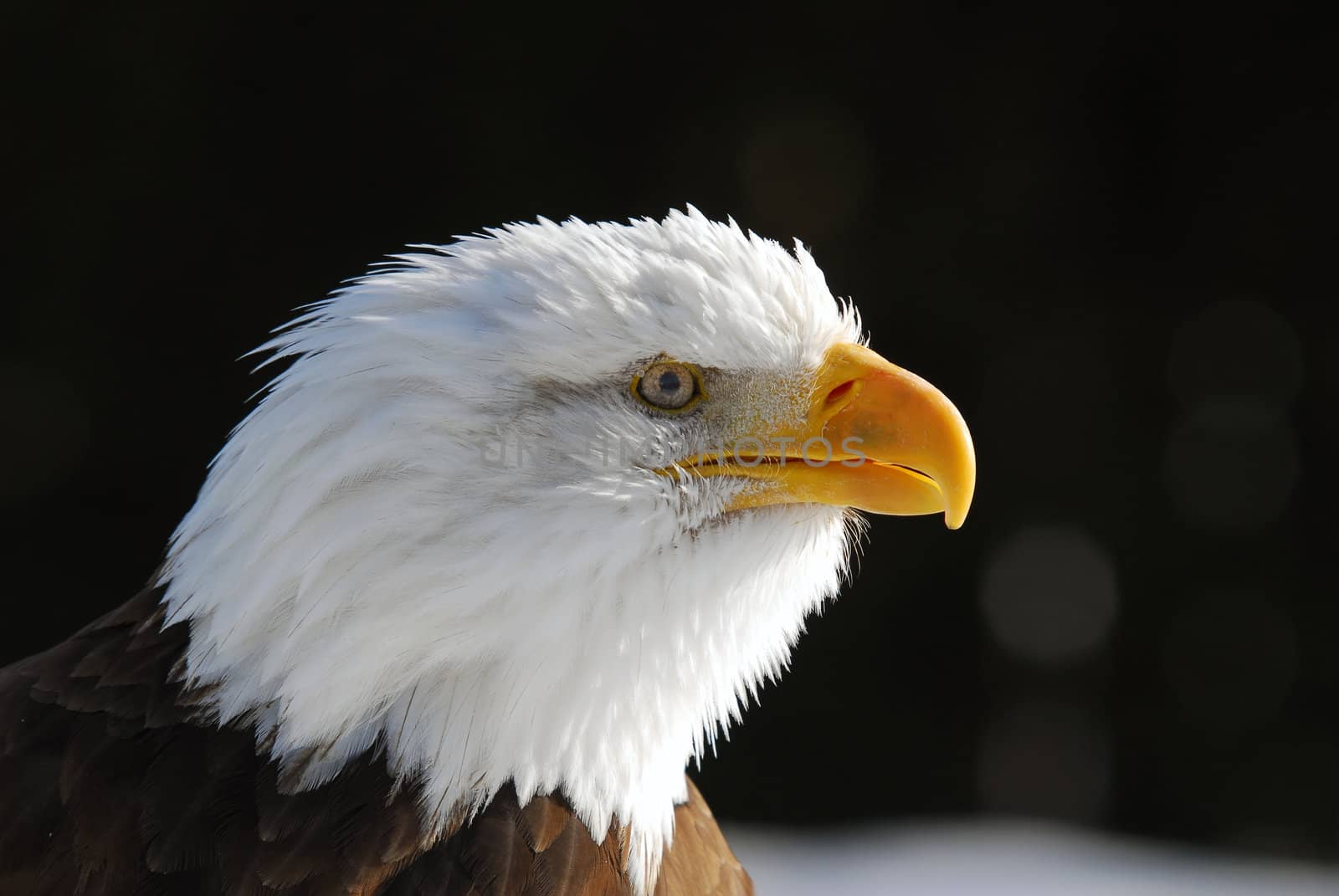 American Bald Eagle by nialat