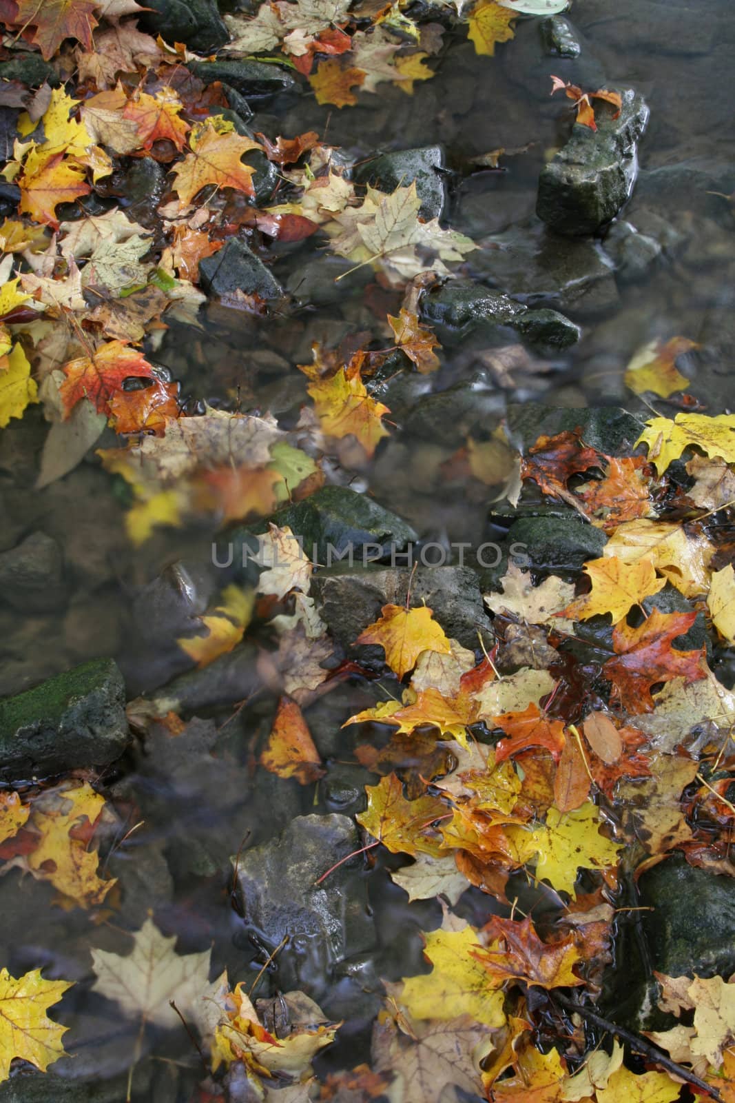 A stream shot during fall, sprinkled with leaves.
