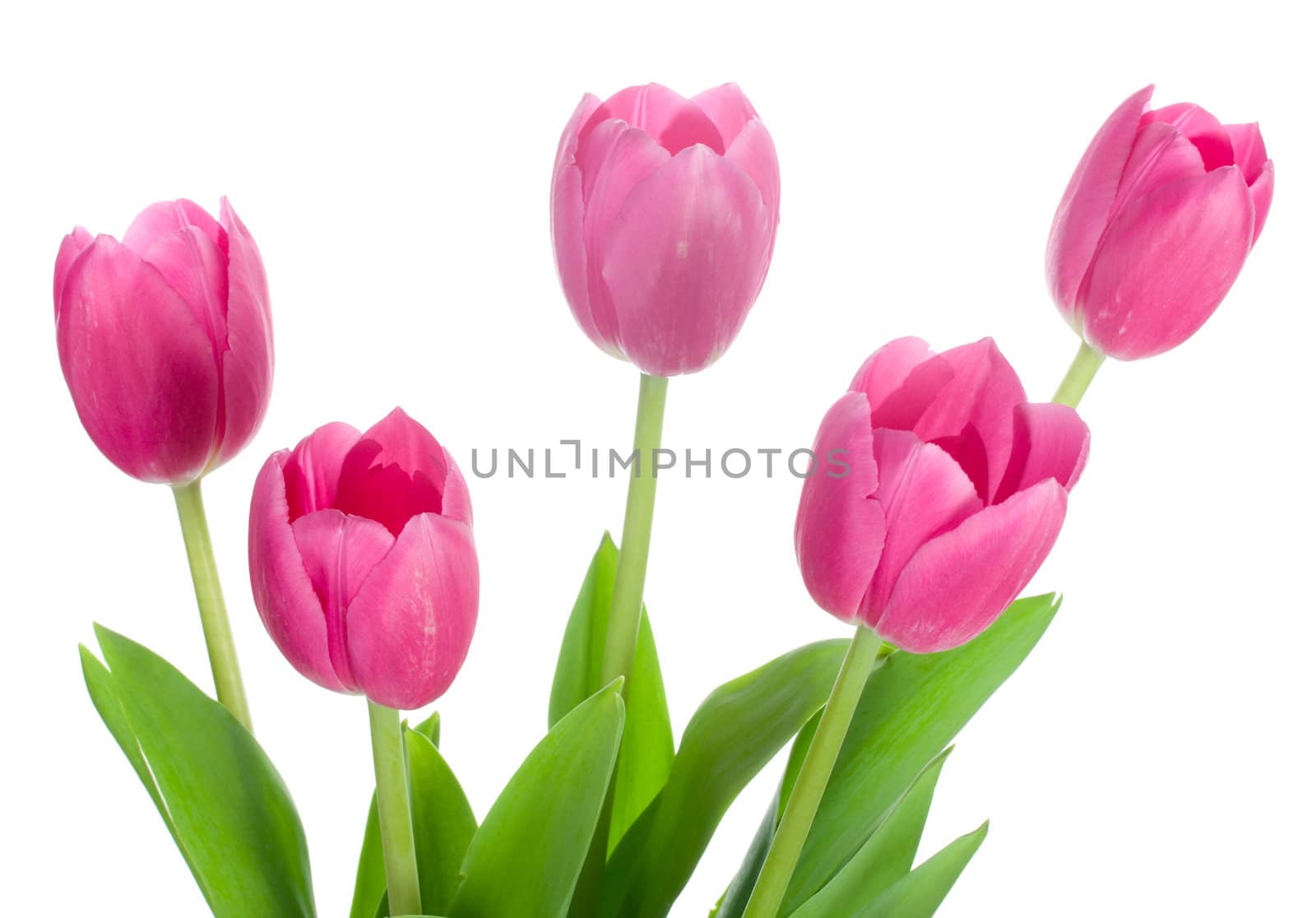 close-up bouquet from five pink tulips, isolated on white
