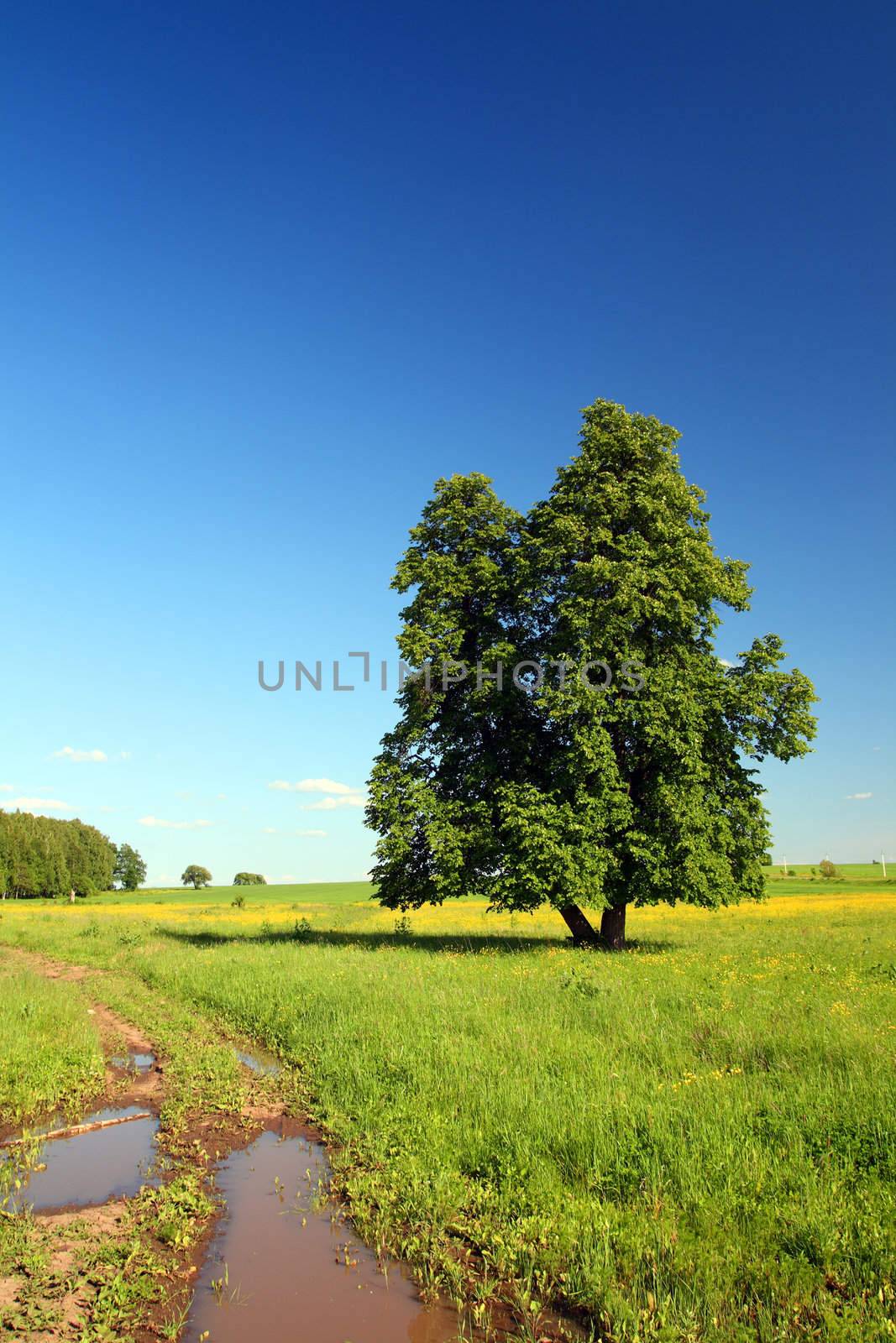 summer landscape with road and lime-tree by Mikko