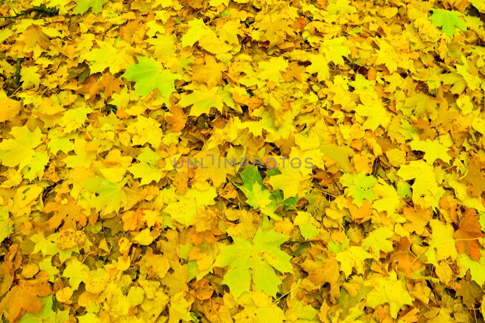 Colorful Autumn Background Of Leaves. 
Foliage On The Golf Field.