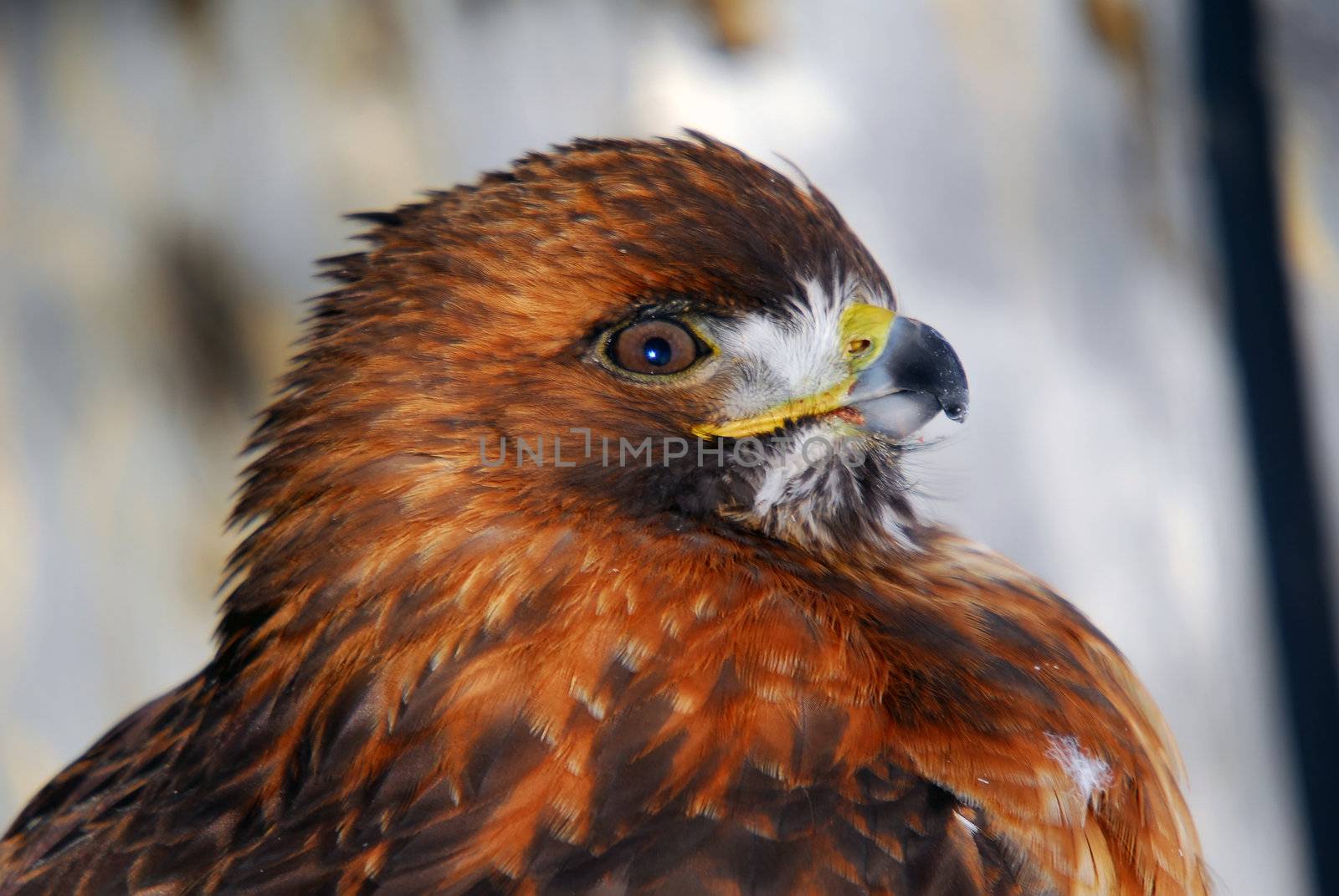 Portrait of a red-tailed hawk