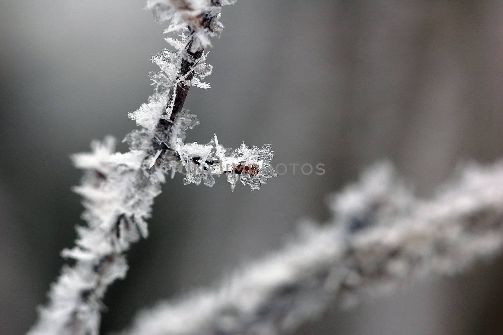 Close-up picture of a frozen branch