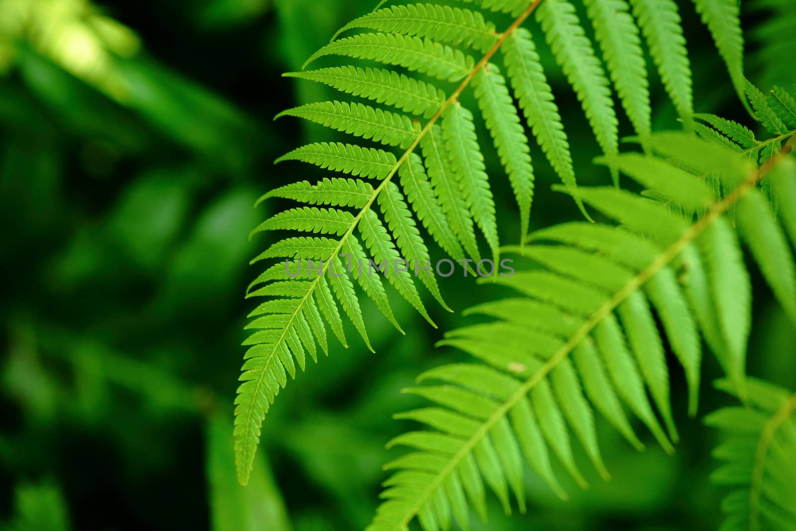Fresh green leaf