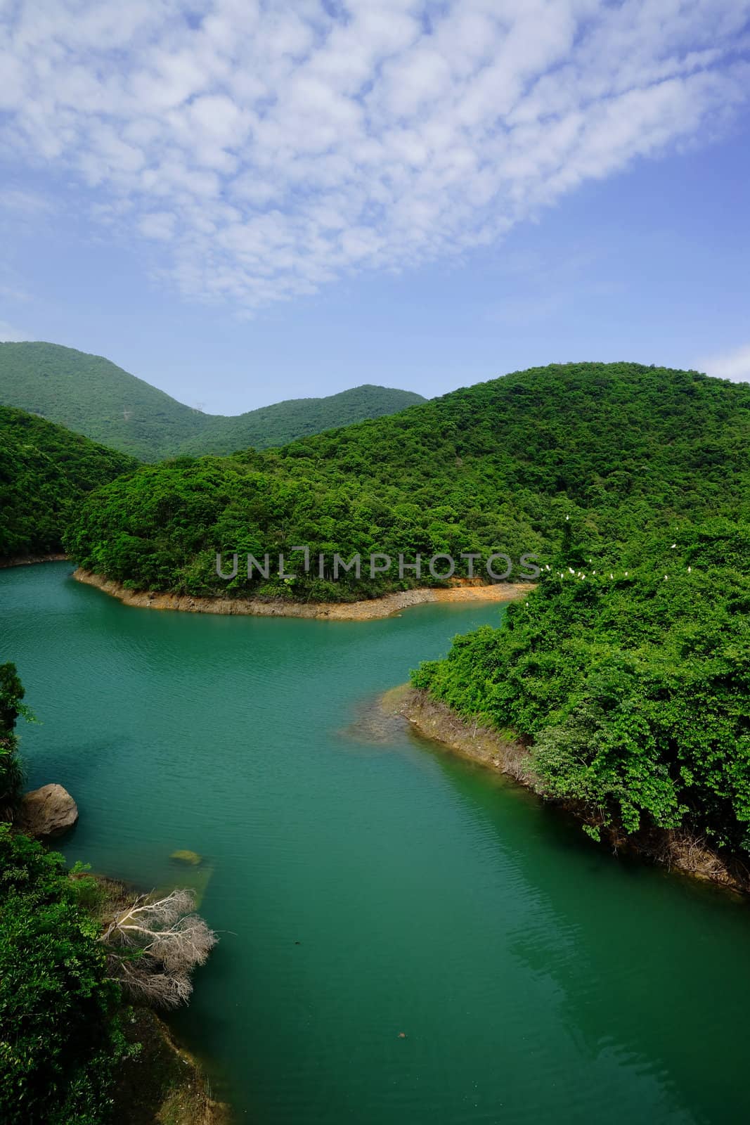 lake in forest