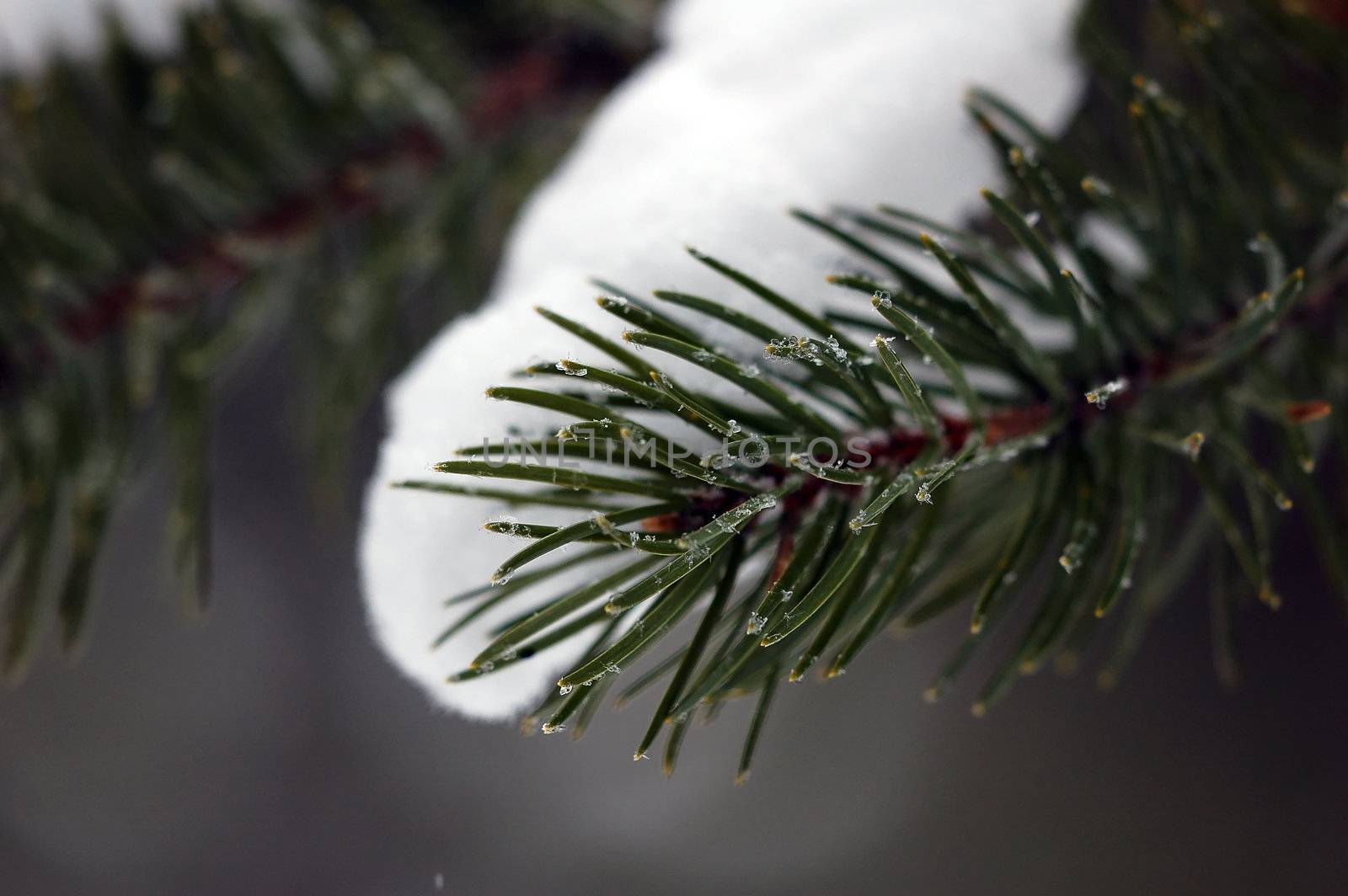 Close-up picture of an evergreen branch with snow