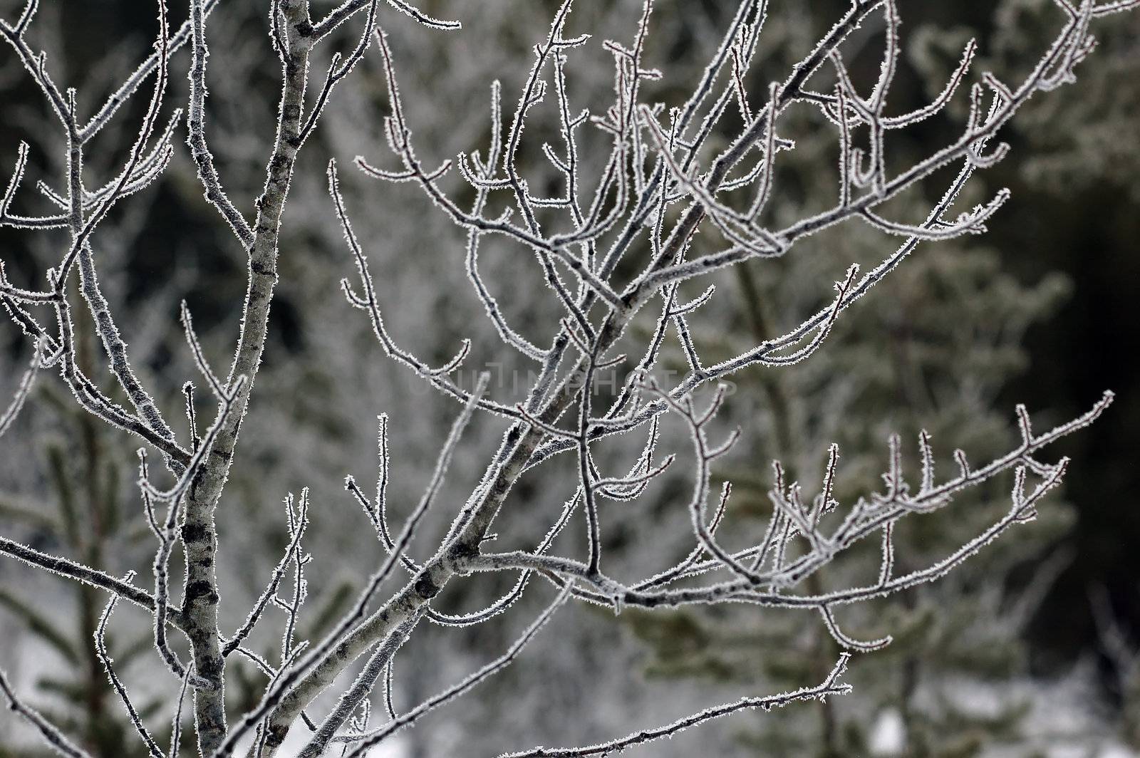 Picture of a bunch of frozen branches