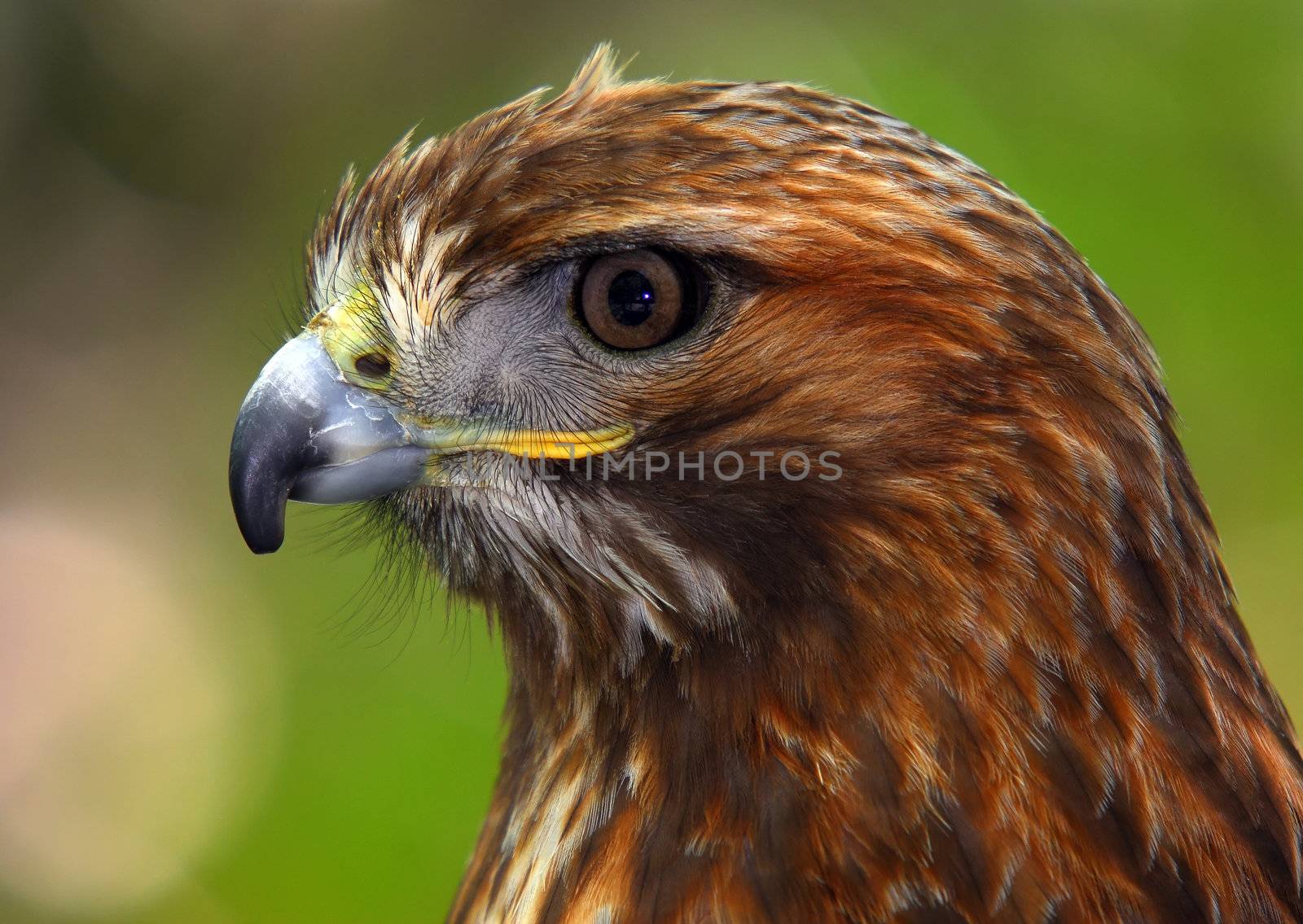 Portrait of a red-tailed hawk