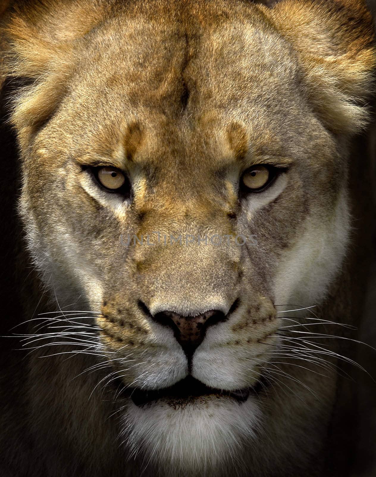 Portrait of a female lion starring 