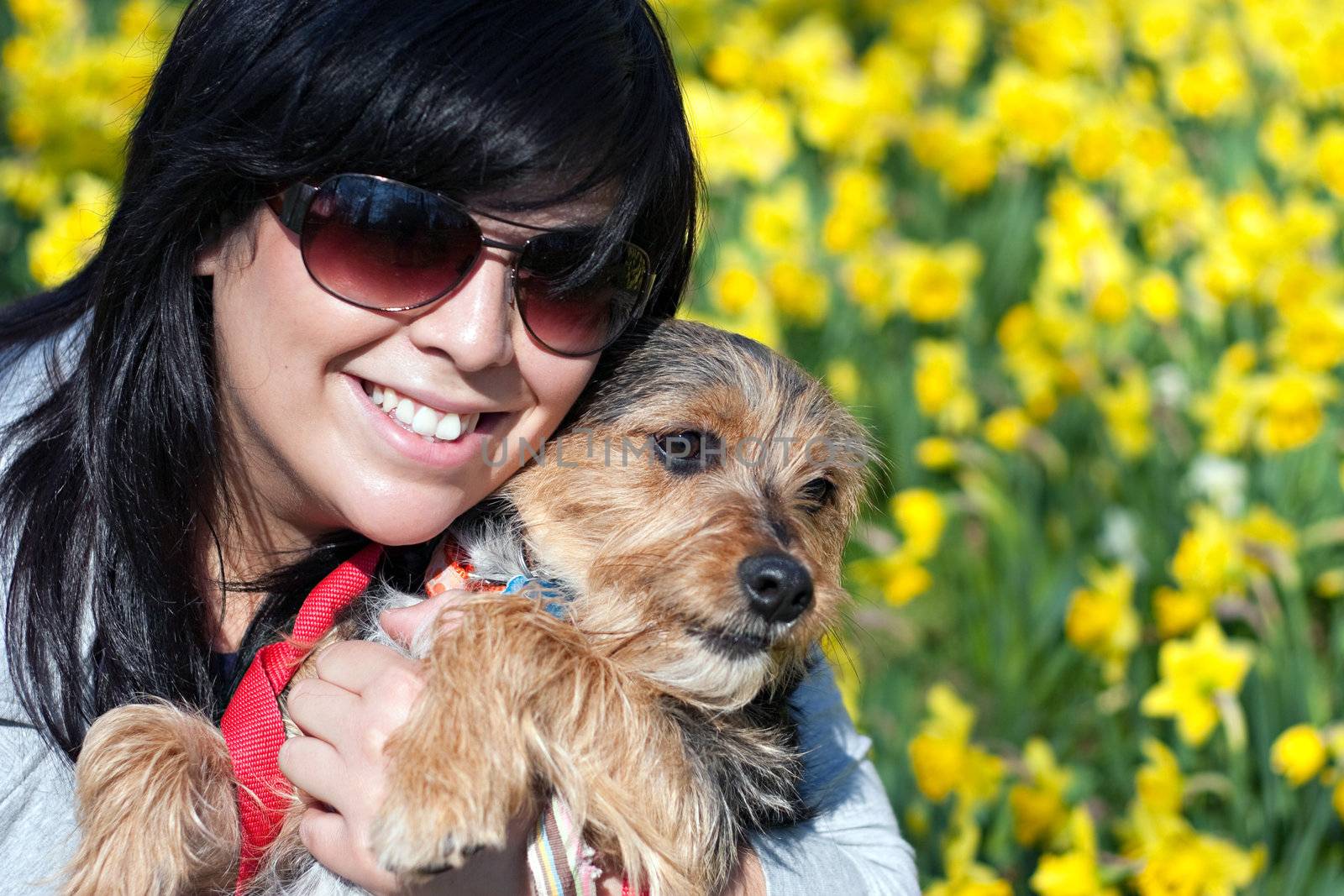 A cute terrier mix breed pup being held by his owner posing in front of the Spring daffodil flowers.